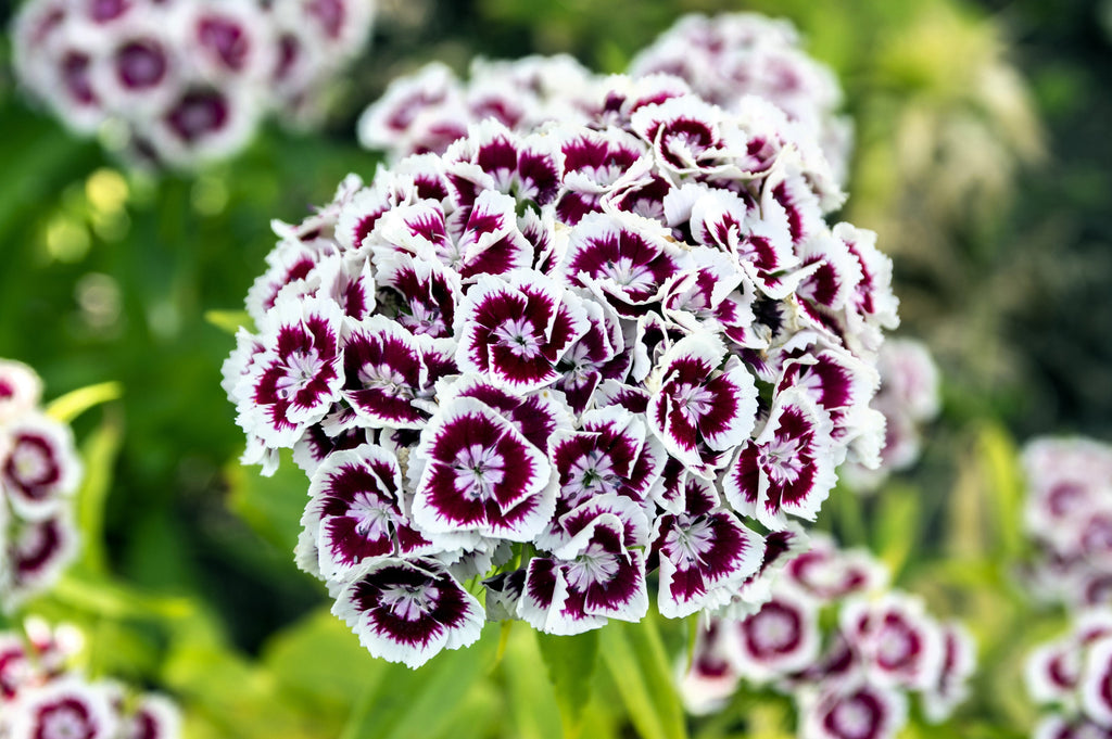 50 HOLBORN GLORY DIANTHUS Barbatus Red & White Sweet William Flower Seeds