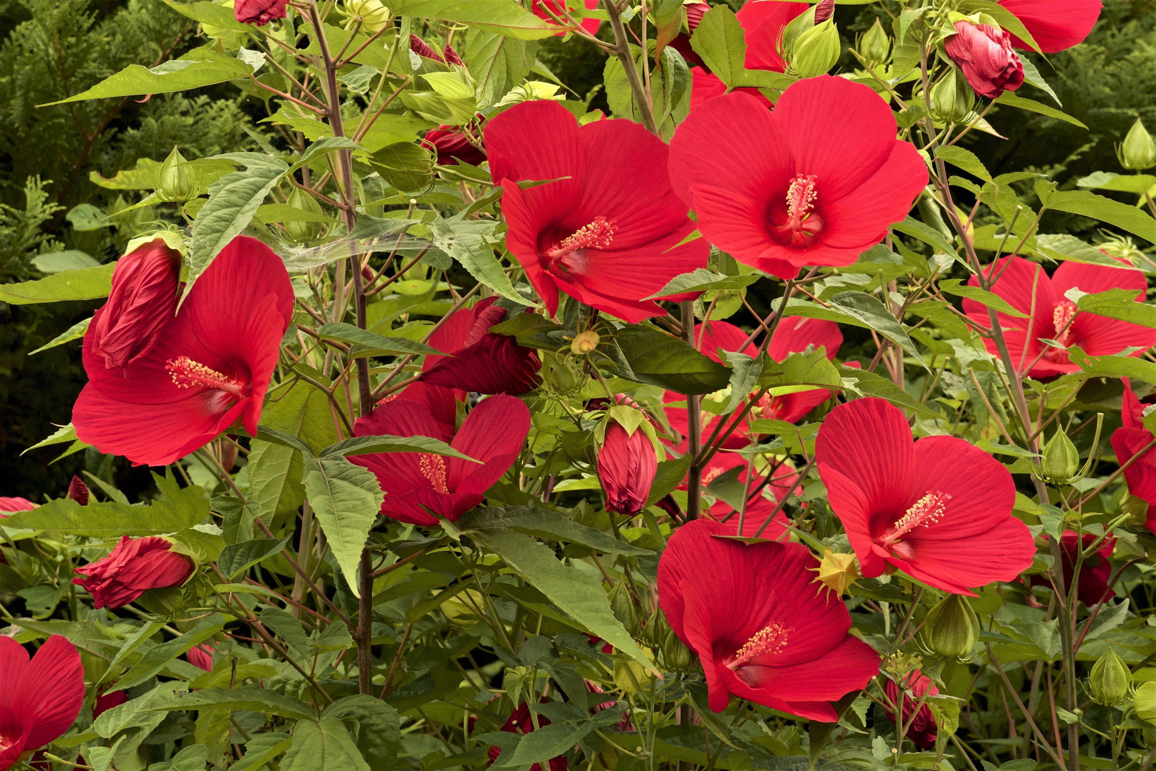25 MIXED LUNA HIBISCUS Moscheutos Hardy Mixed Colors - Red, Hot Pink, Pink & White Swirl, and White Flower Seeds