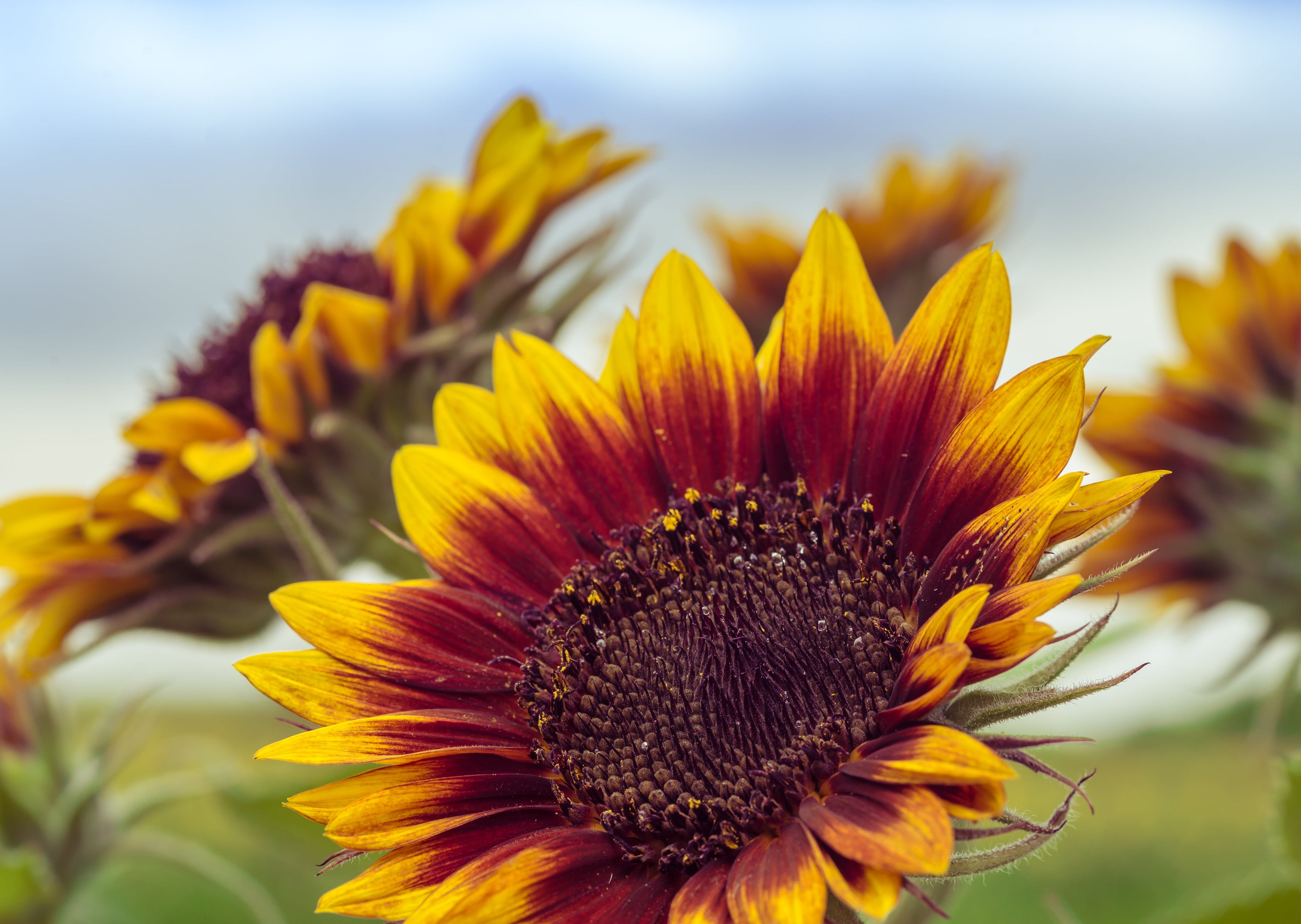 100 AUTUMN BEAUTY SUNFLOWER Helianthus Annuus Flower Seeds