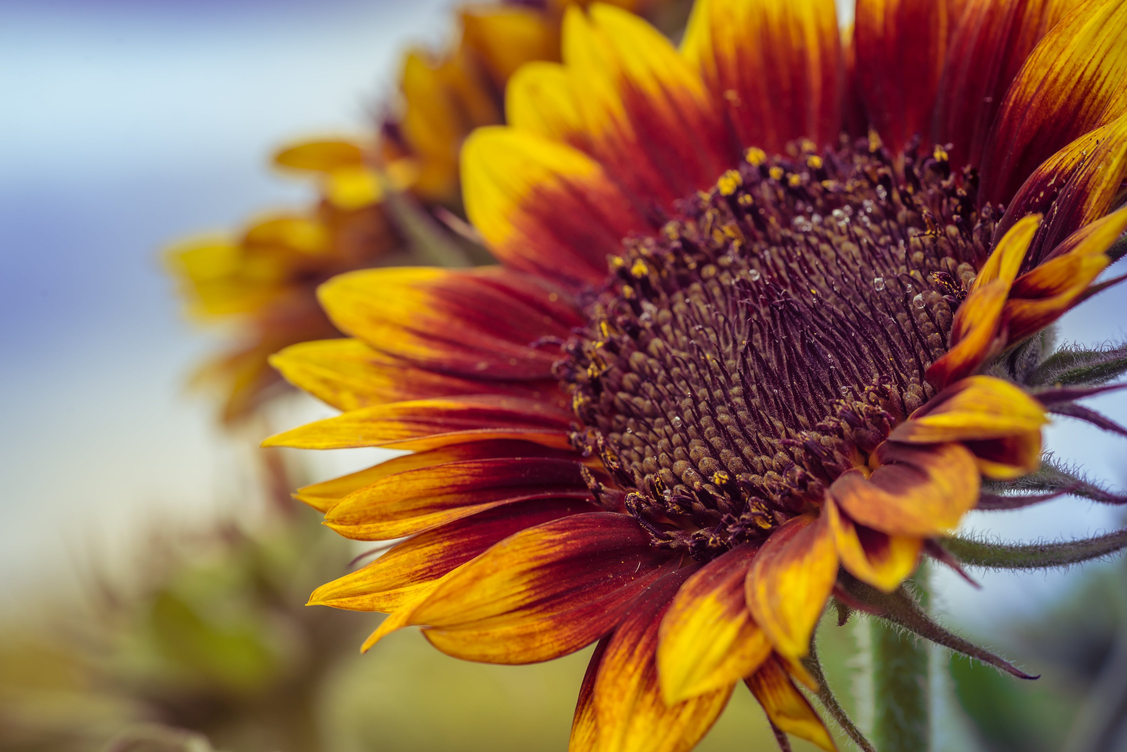 100 AUTUMN BEAUTY SUNFLOWER Helianthus Annuus Flower Seeds