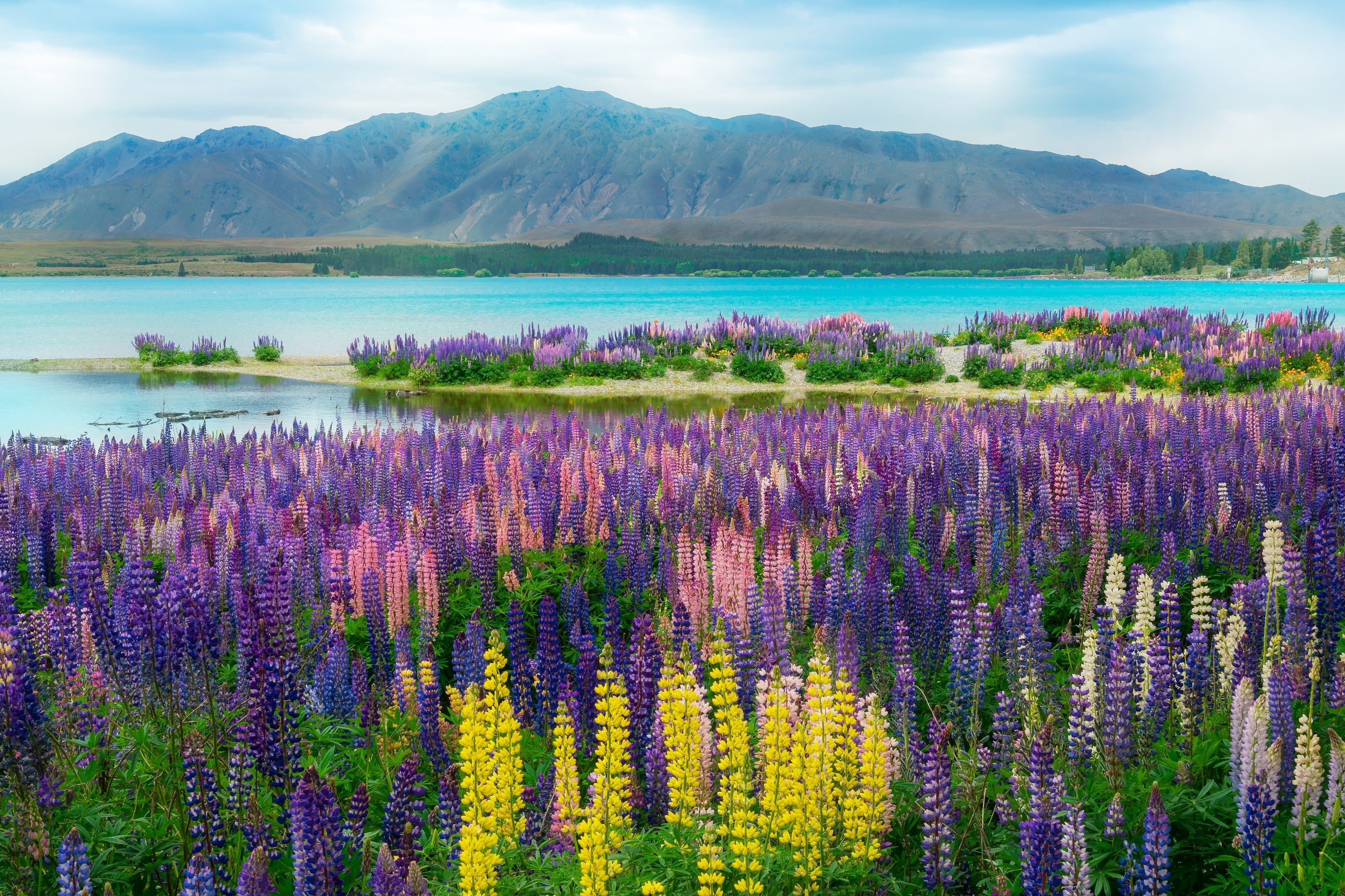 75 Mixed Colors RUSSELL LUPINE (Streamside, Bigleaf, Garden, or Washington Lupine) Lupinus Polyphyllus Flower Seeds