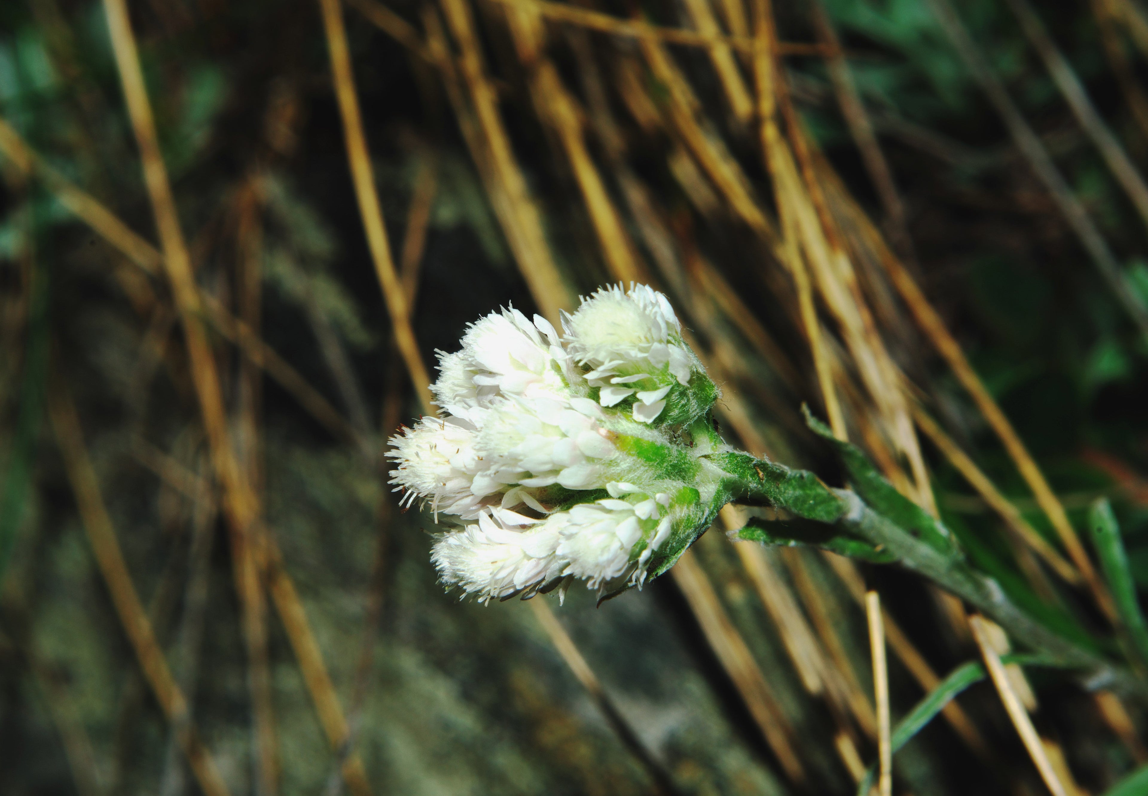 150 White PUSSYTOES Cats Paws Antennaria Plantaginifolia Flower Seeds