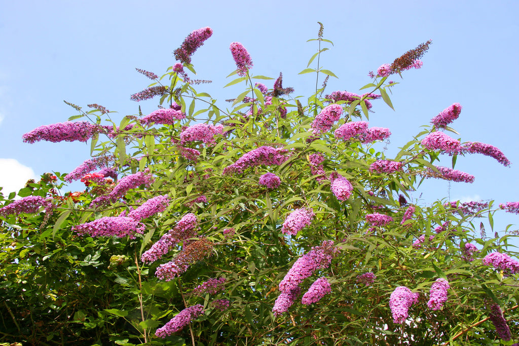 50 VIOLET BUTTERFLY BUSH Buddleja Davidii Purple Flower Seeds