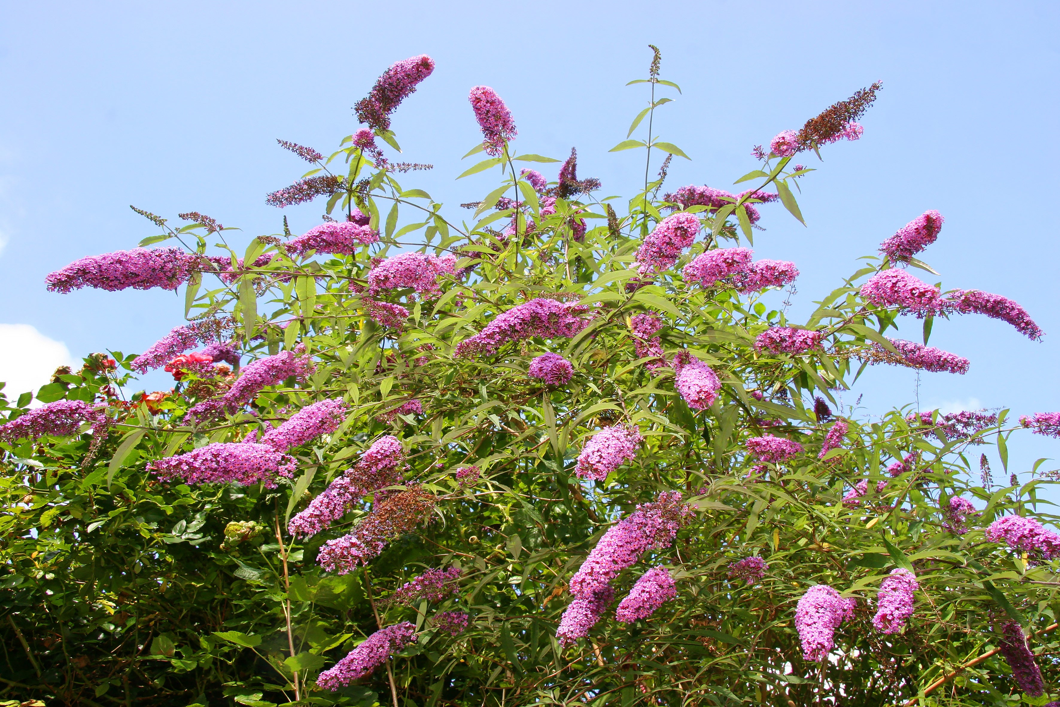 50 VIOLET BUTTERFLY BUSH Buddleja Davidii Purple Flower Seeds