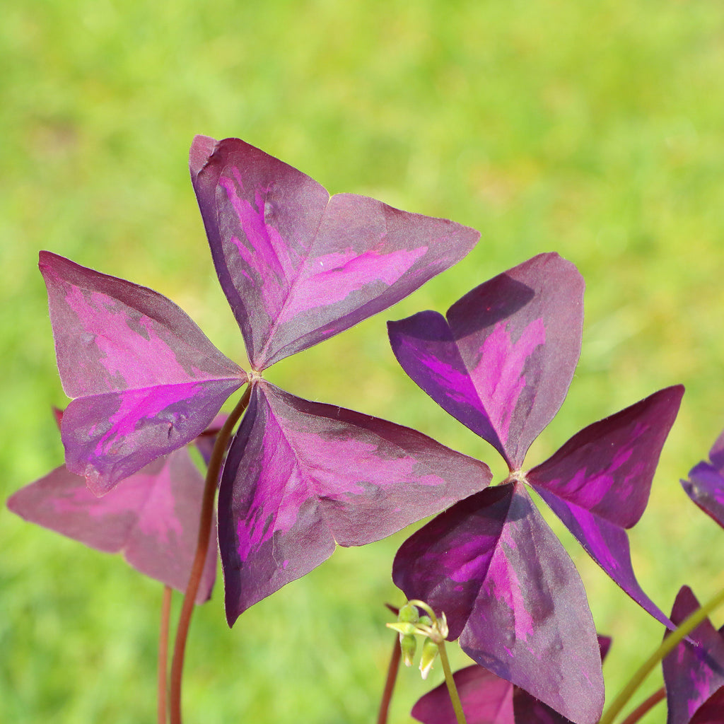 Oxalis - Triangularis Purple Shamrocks