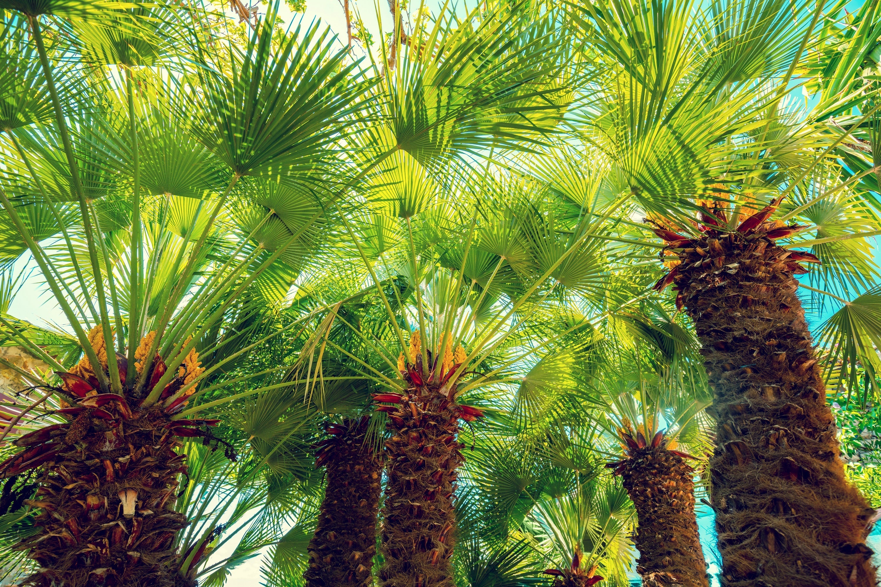5 MEDITERRANEAN FAN PALM European Dwarf Tree Shrub Chamaerops Humilis Seeds