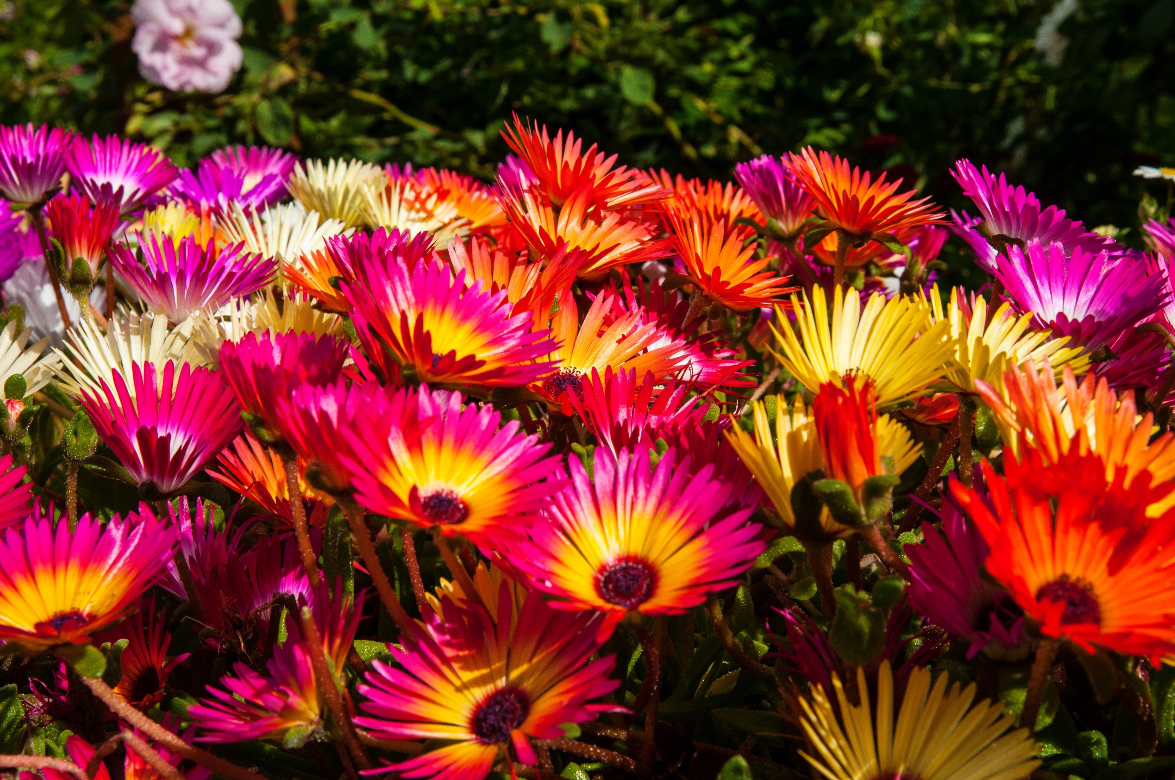 200 MIXED Colors ICE PLANT ( Mesembryanthemum Daisy / Livingstone Daisy ) Dorotheanthus Bellidiformis Flower Seeds