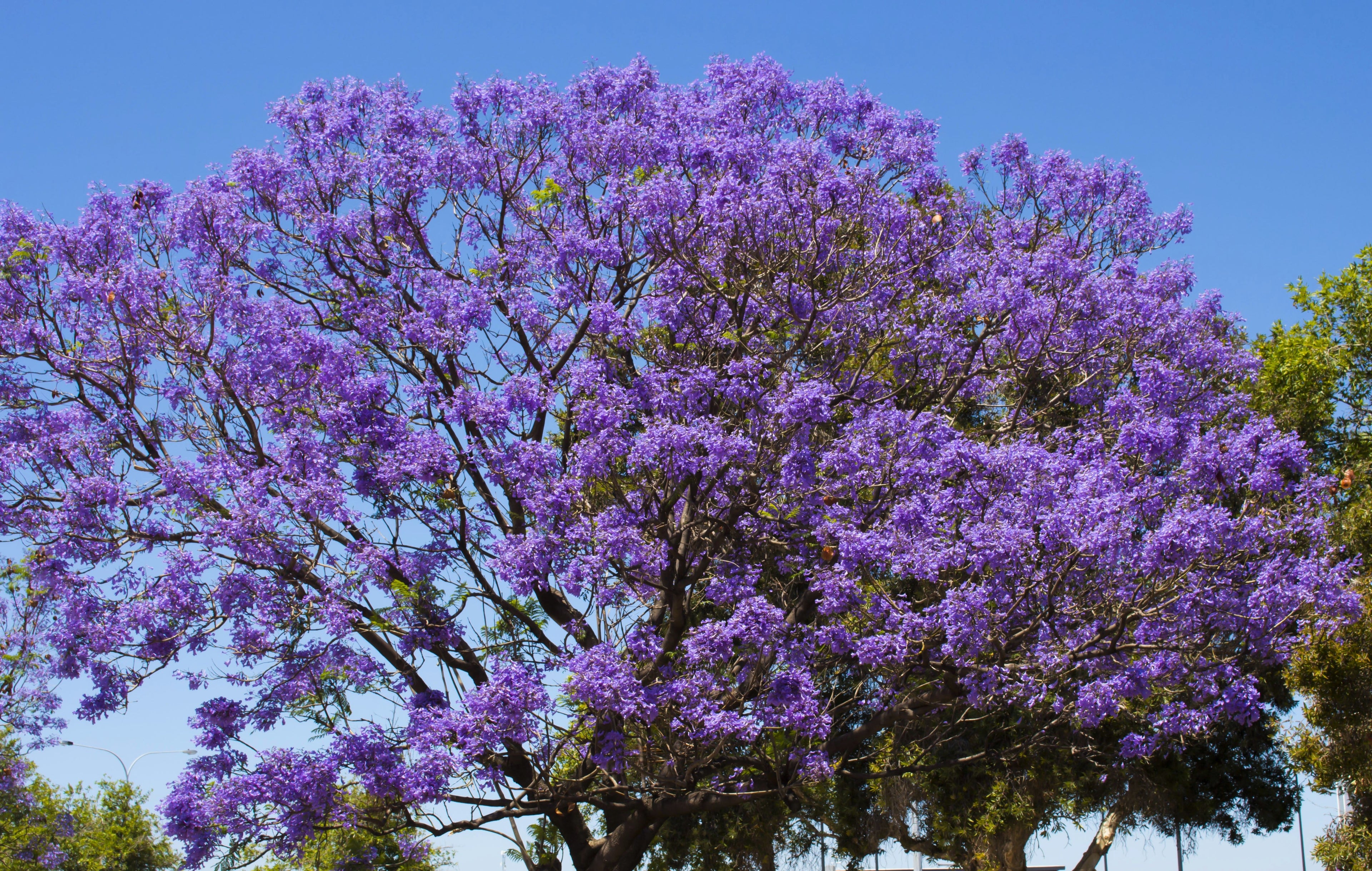 25 BLUE JACARANDA TREE ( Fern Tree / Brazilian Rose Wood / Green Ebony ) Jacaranda Mimosifolia Seeds