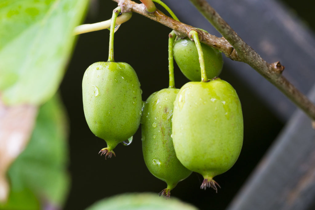 20 Variegated ARCTIC BEAUTY KIWI Fruit Edible Actinidia Kolomikta Vine Seeds