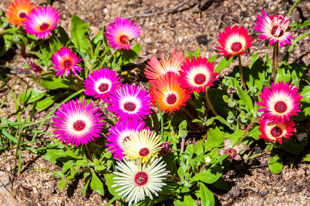200 MIXED Colors ICE PLANT ( Mesembryanthemum Daisy / Livingstone Daisy ) Dorotheanthus Bellidiformis Flower Seeds
