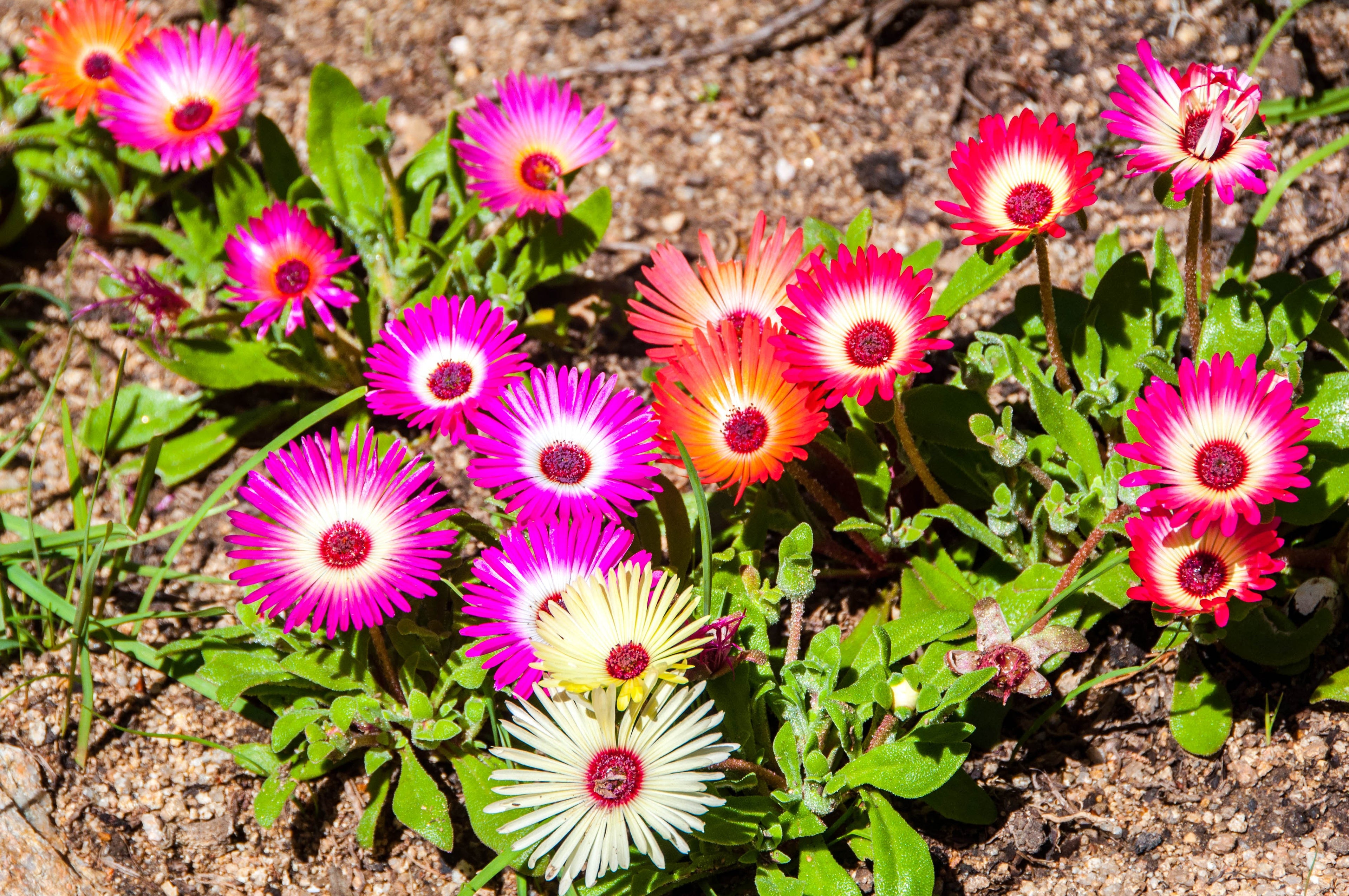 200 MIXED Colors ICE PLANT ( Mesembryanthemum Daisy / Livingstone Daisy ) Dorotheanthus Bellidiformis Flower Seeds