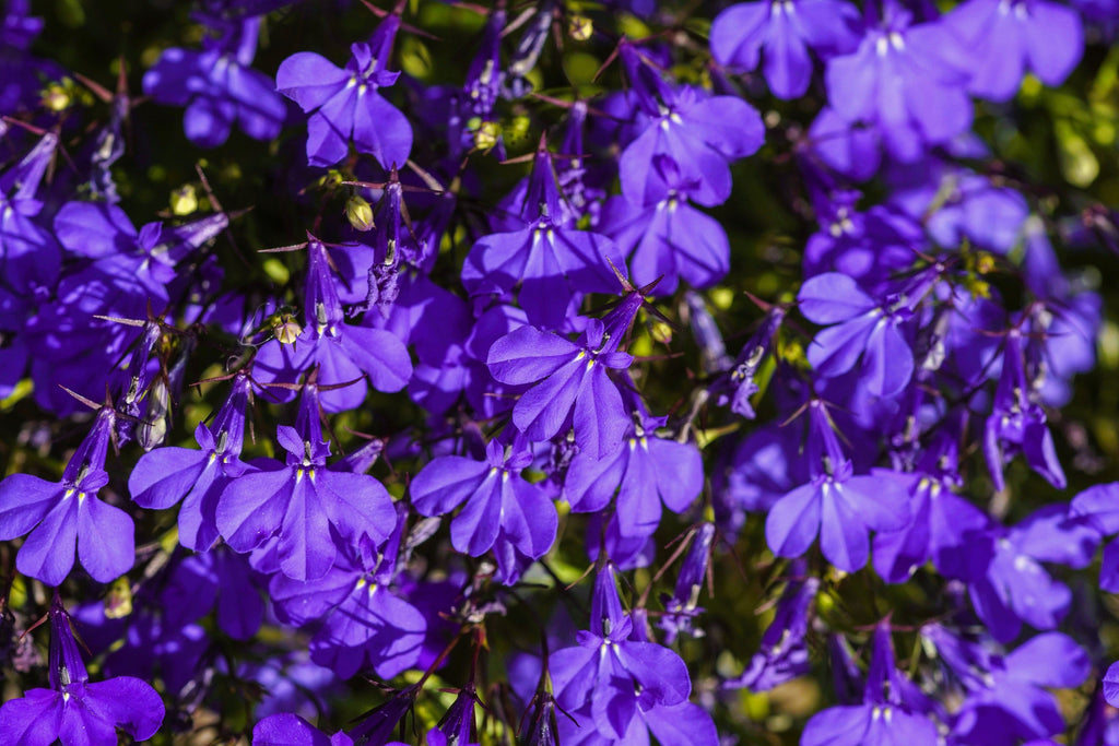 200 CRYSTAL PALACE LOBELIA Regatta Purple Blue Lobelia Erinus Flower Seeds