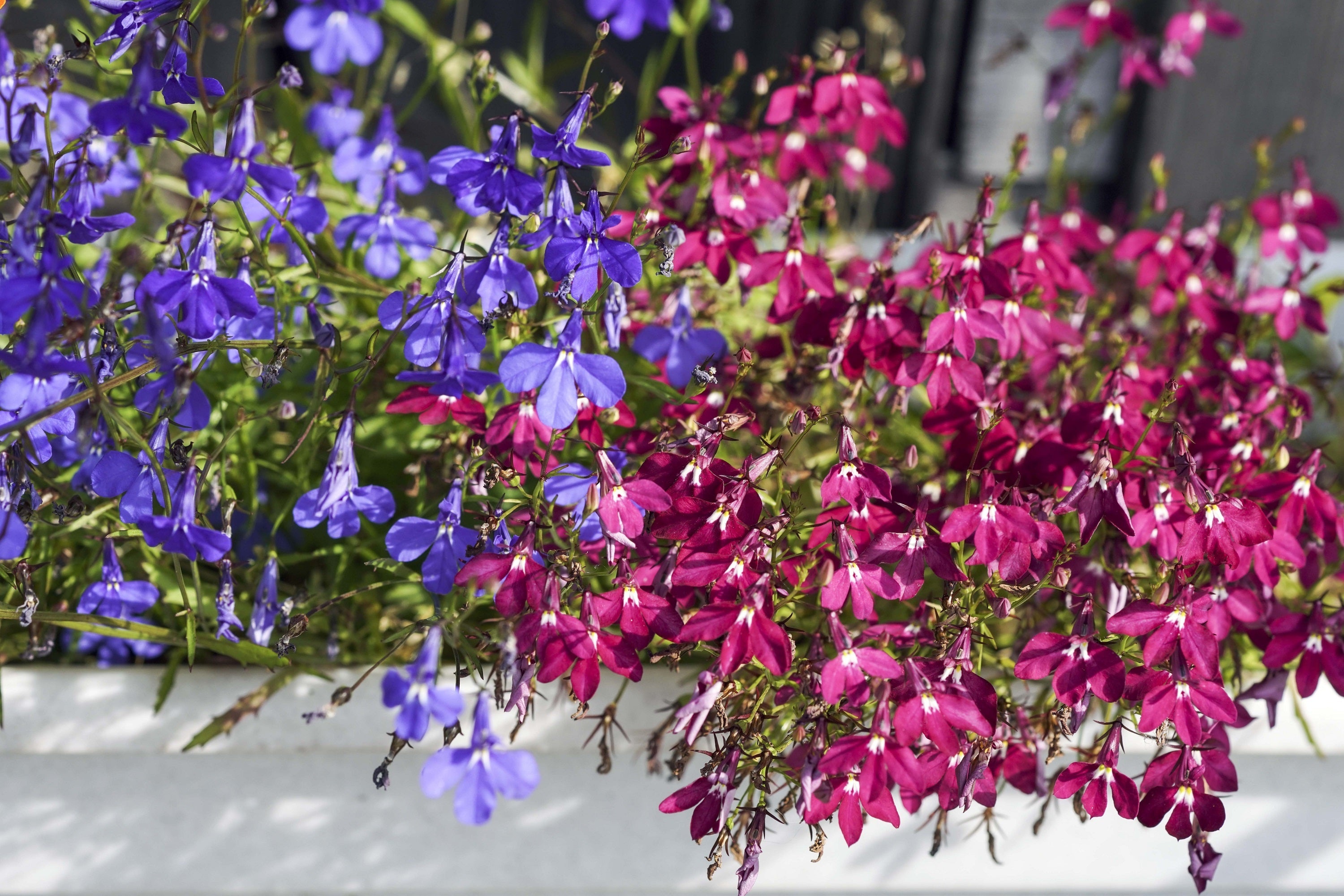 200 MIXED COLORS LOBELIA Regatta Lobelia Erinus Flower Seeds