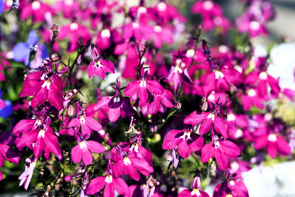200 Red CRIMSON FOUNTAIN LOBELIA Erinus Trailing Flower Seeds