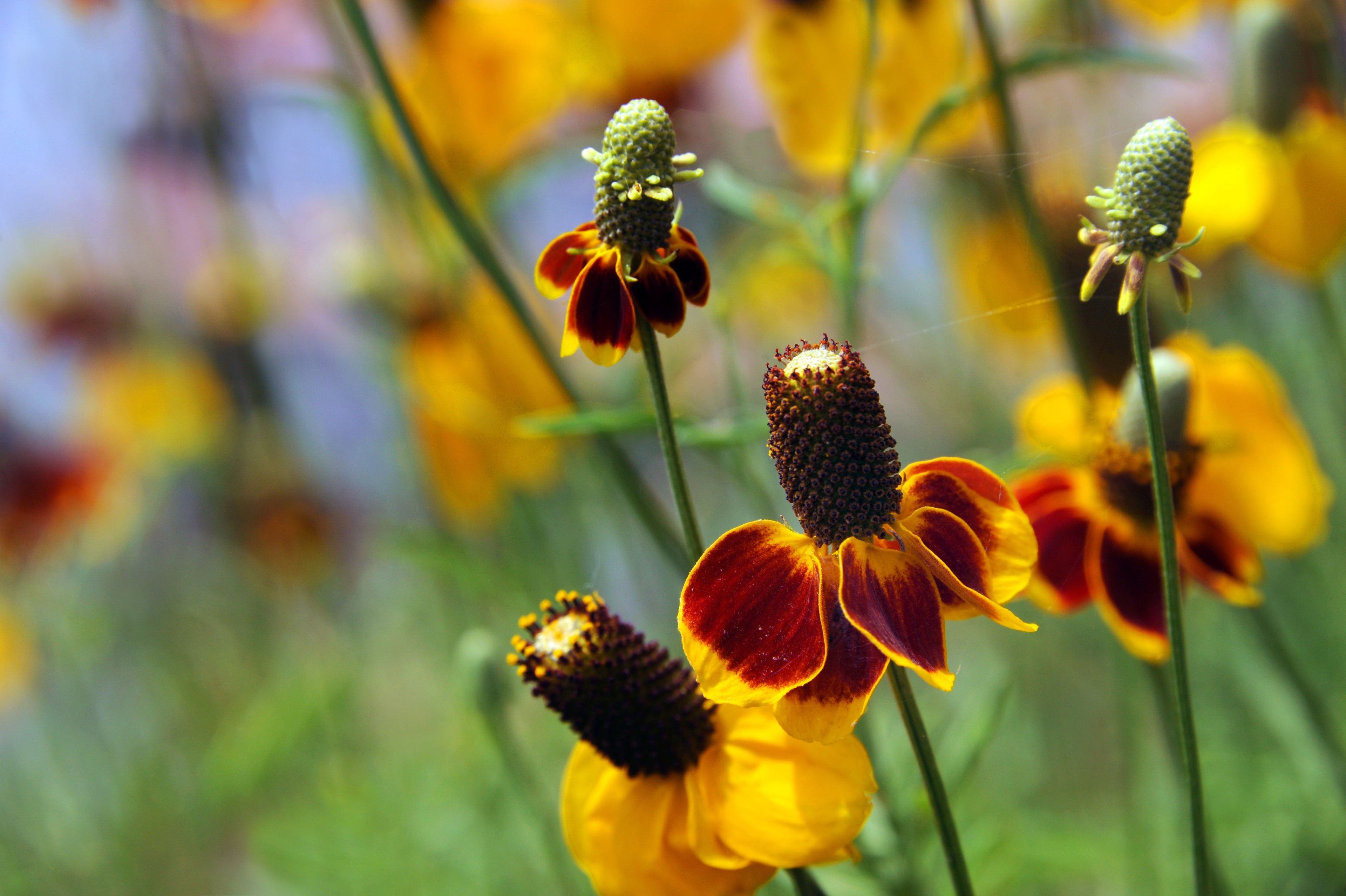 500 MEXICAN HAT Ratibida Columnaris Columnifera Red & Yellow Native Flower Seeds