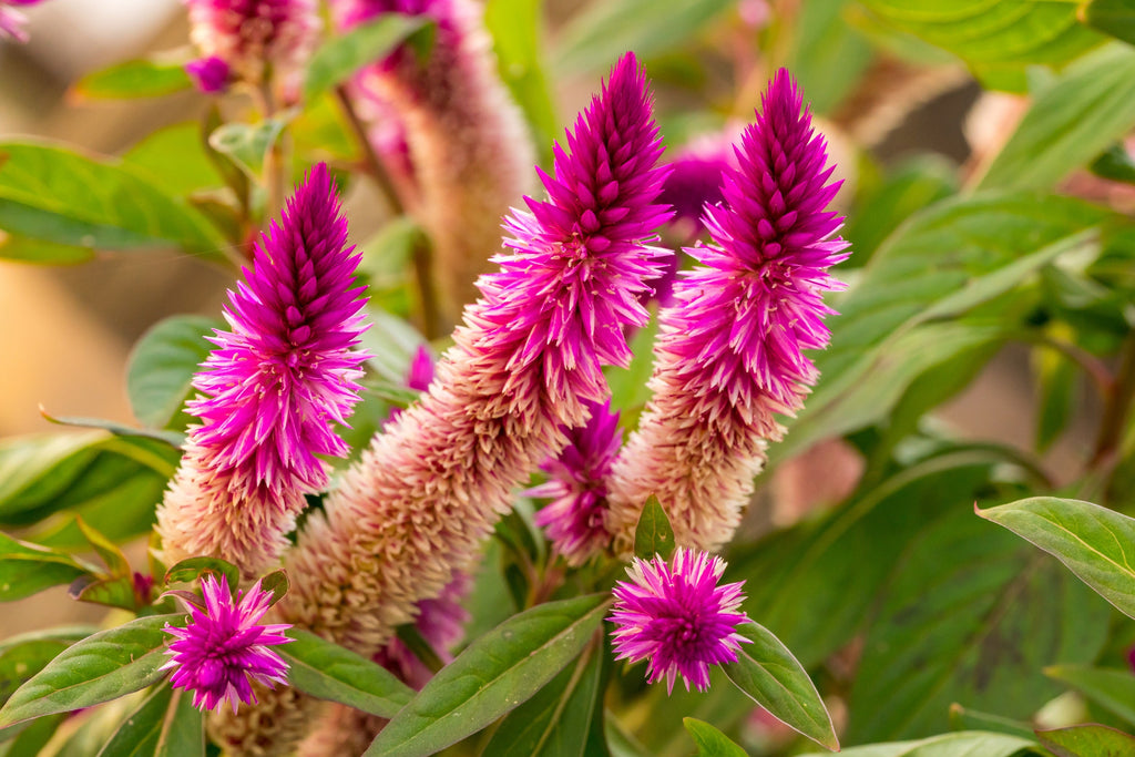 100 FLAMINGO FEATHER Wheat CELOSIA Spicata Pink & White Flower Seeds