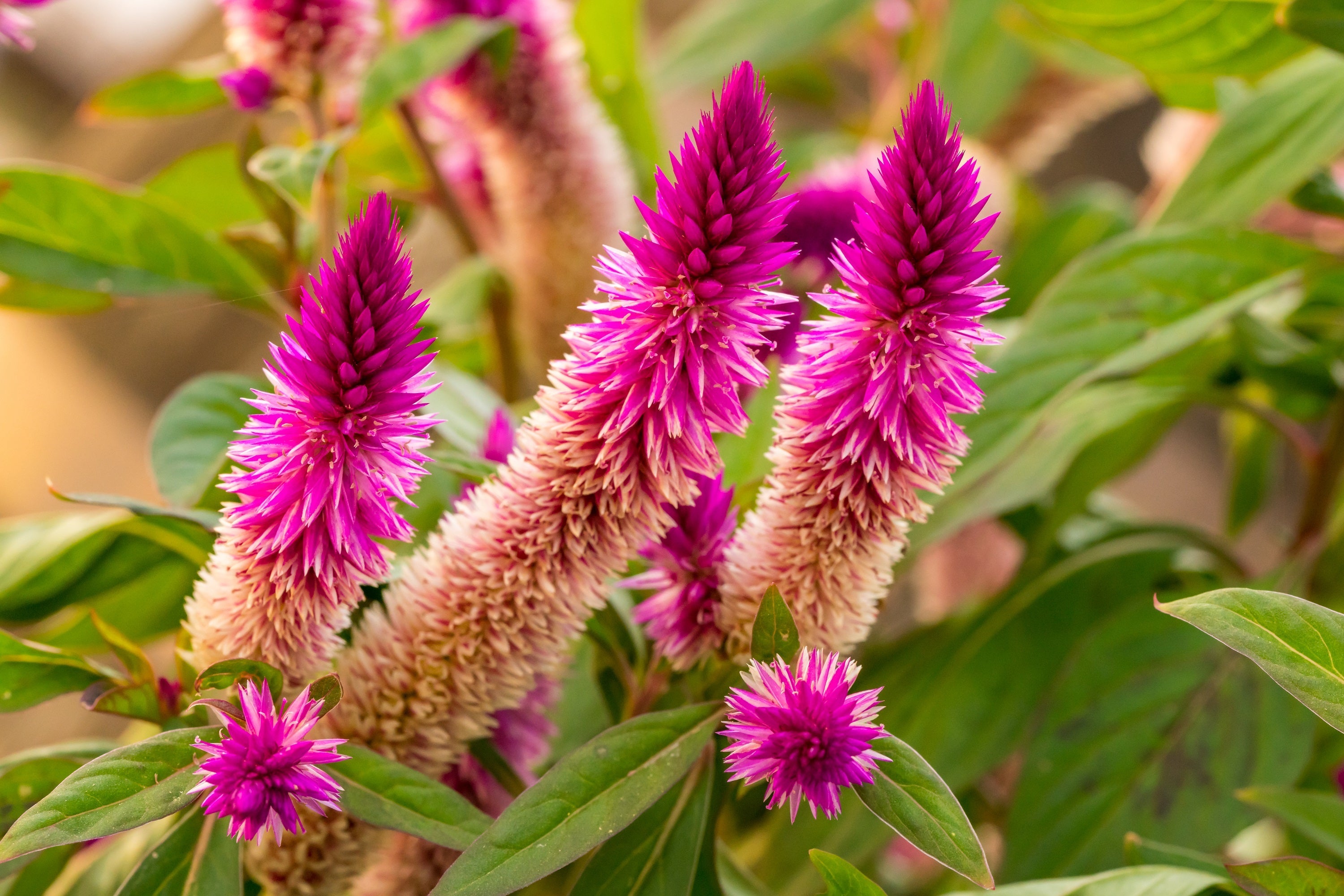 100 FLAMINGO FEATHER Wheat CELOSIA Spicata Pink & White Flower Seeds