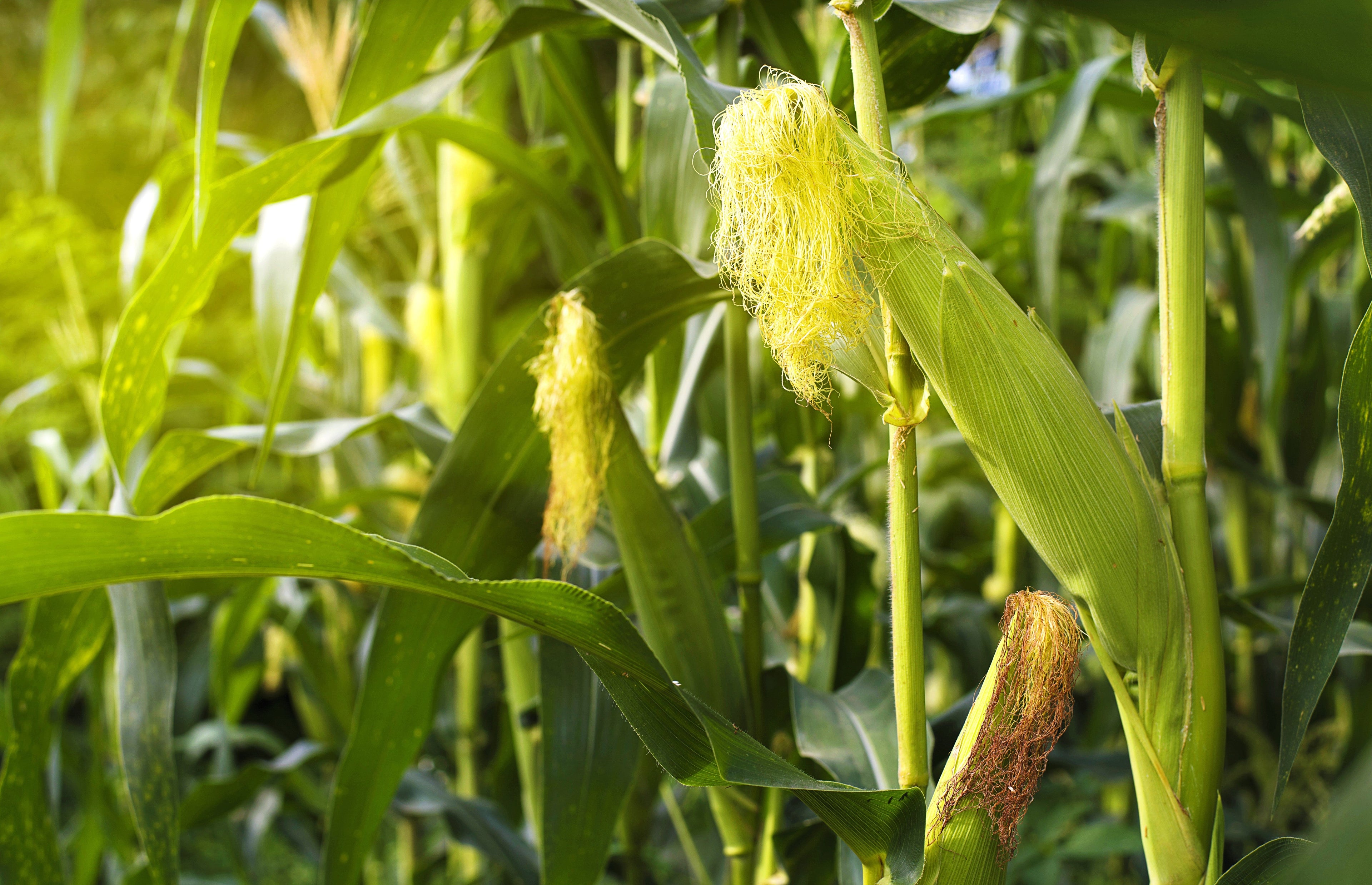 60 BICOLOR CORN DELECTABLE Yellow & White Zea Mays Vegetable Seeds