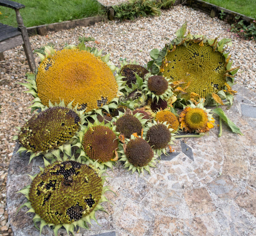 10 Early MAMMOTH RUSSIAN SUNFLOWER Helianthus Annuus Flower Seeds