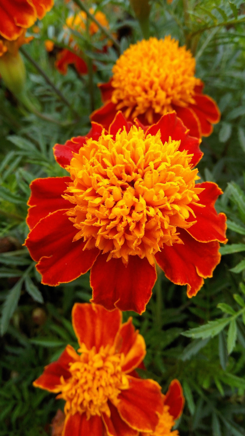 250 DWARF DOUBLE MARIGOLD ' Orange Flame ' Tagetes Patula French Red Flower Seeds