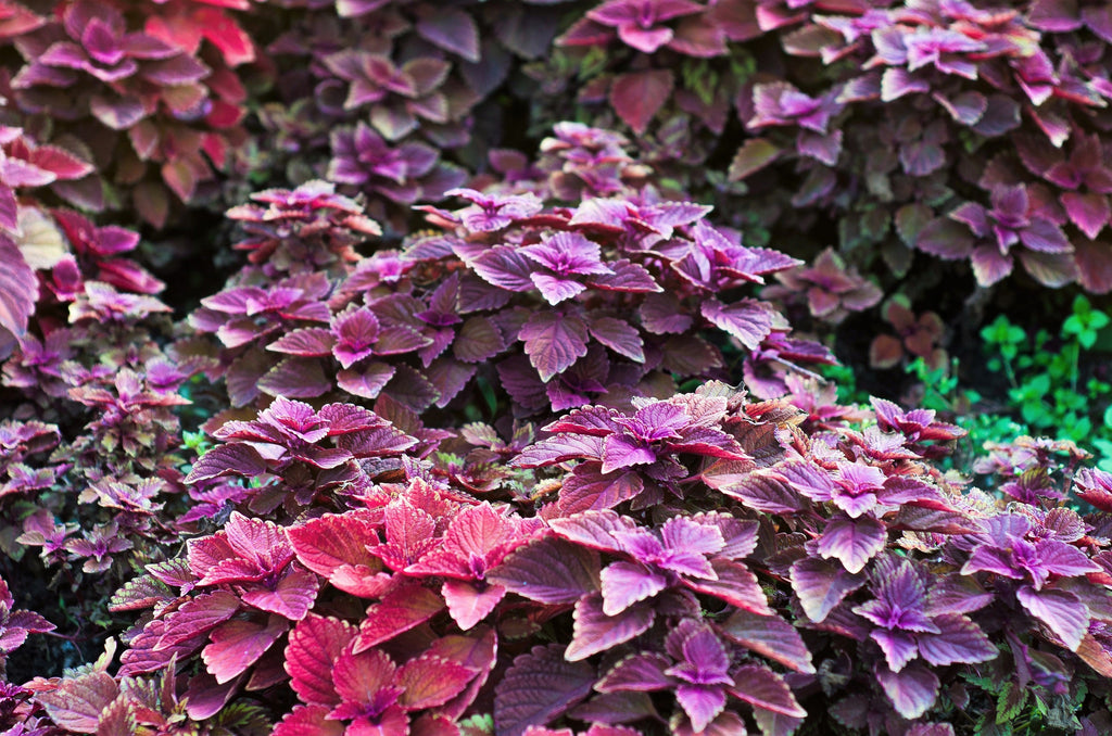 300 PURPLE SHISO aka PERILLA Frutescens Ornamental Herb Seeds Green & Purple