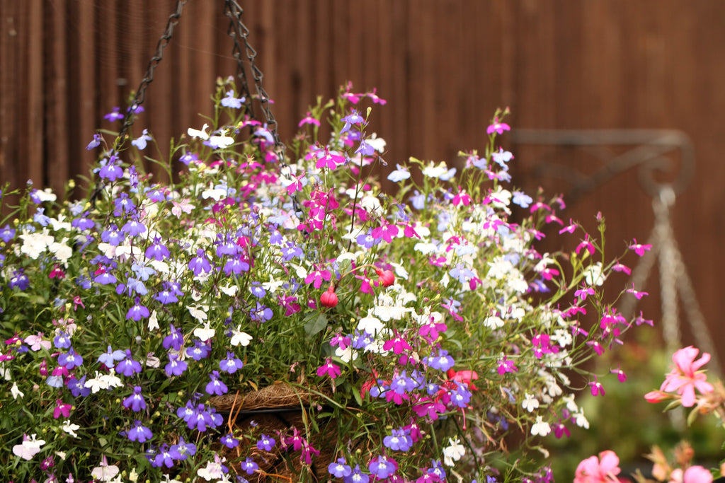 200 MIXED COLORS LOBELIA Regatta Lobelia Erinus Flower Seeds
