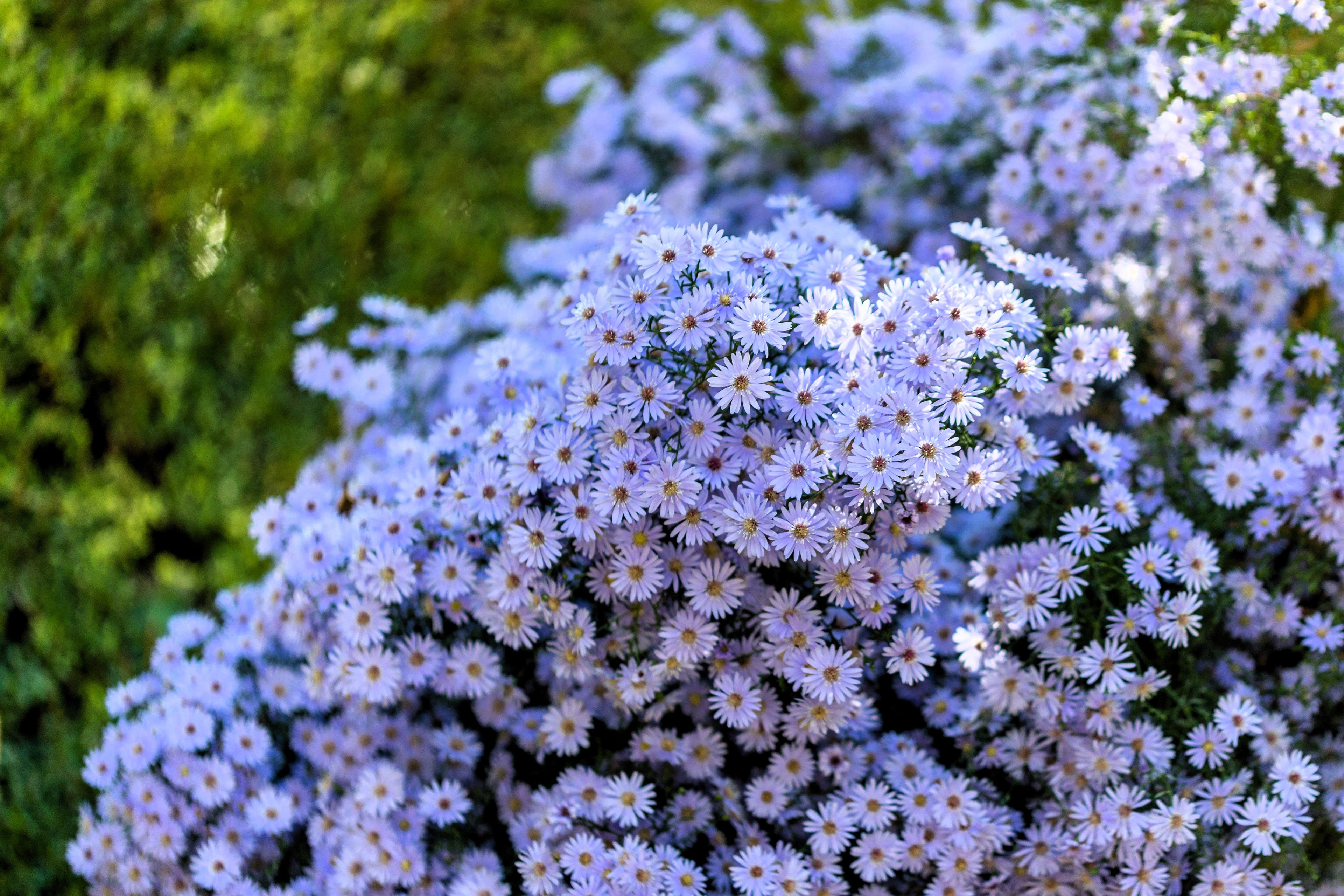 100 HEART LEAVED ASTER Cordifolius Symphyotrichum Blue Wood Aster Flower Seeds