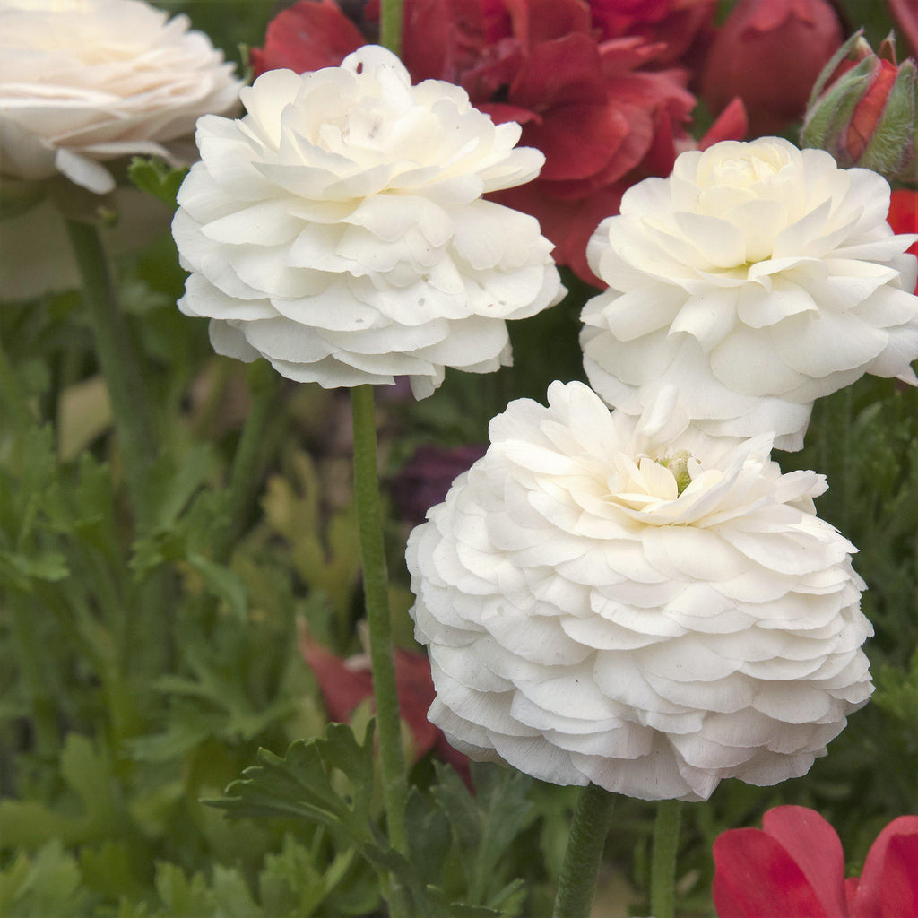 Ranunculus - Tecolote White