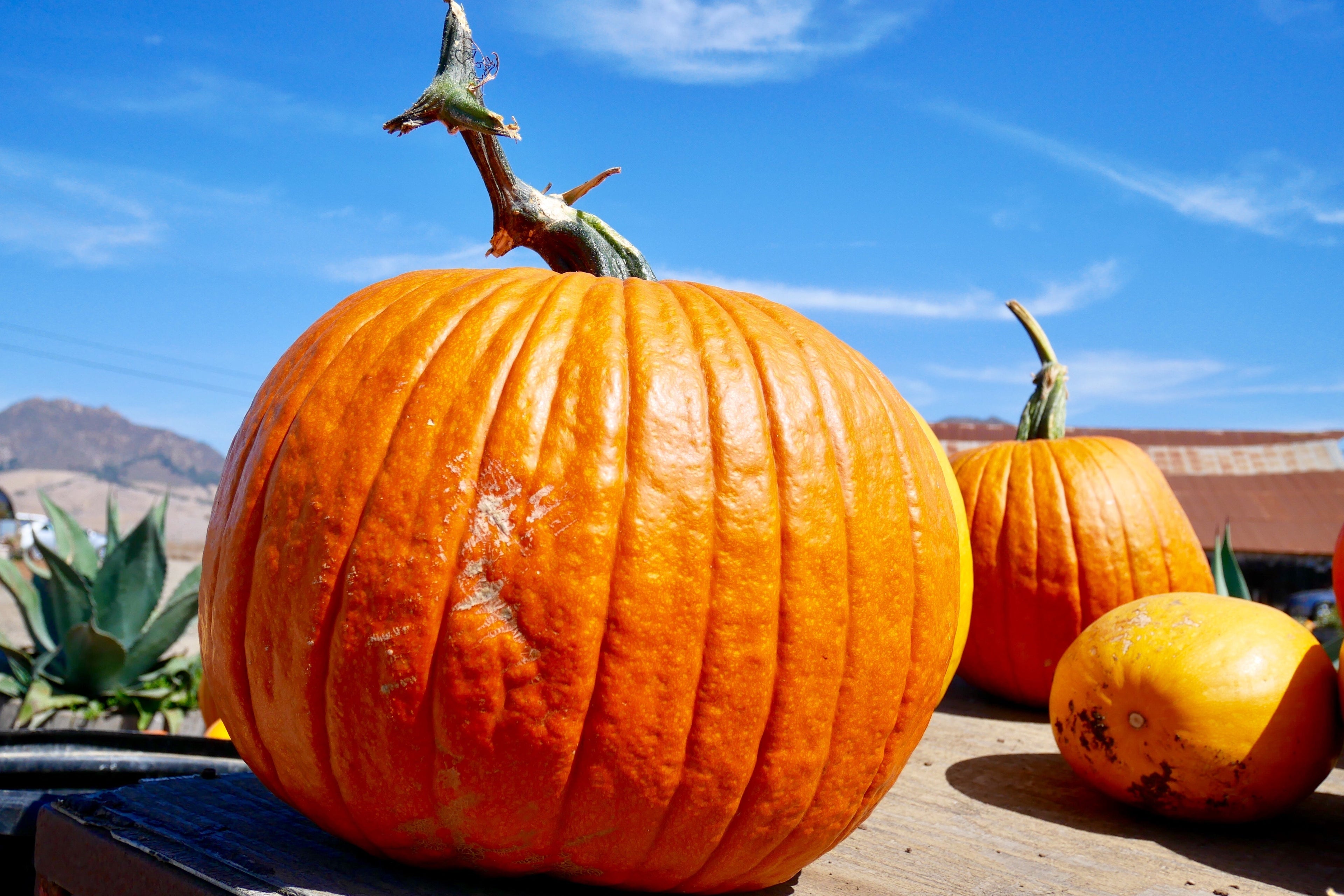 25 BIG MAX PUMPKIN Cucurbita Maxima Vegetable Seeds (Grow 100 pound pumpkins!)