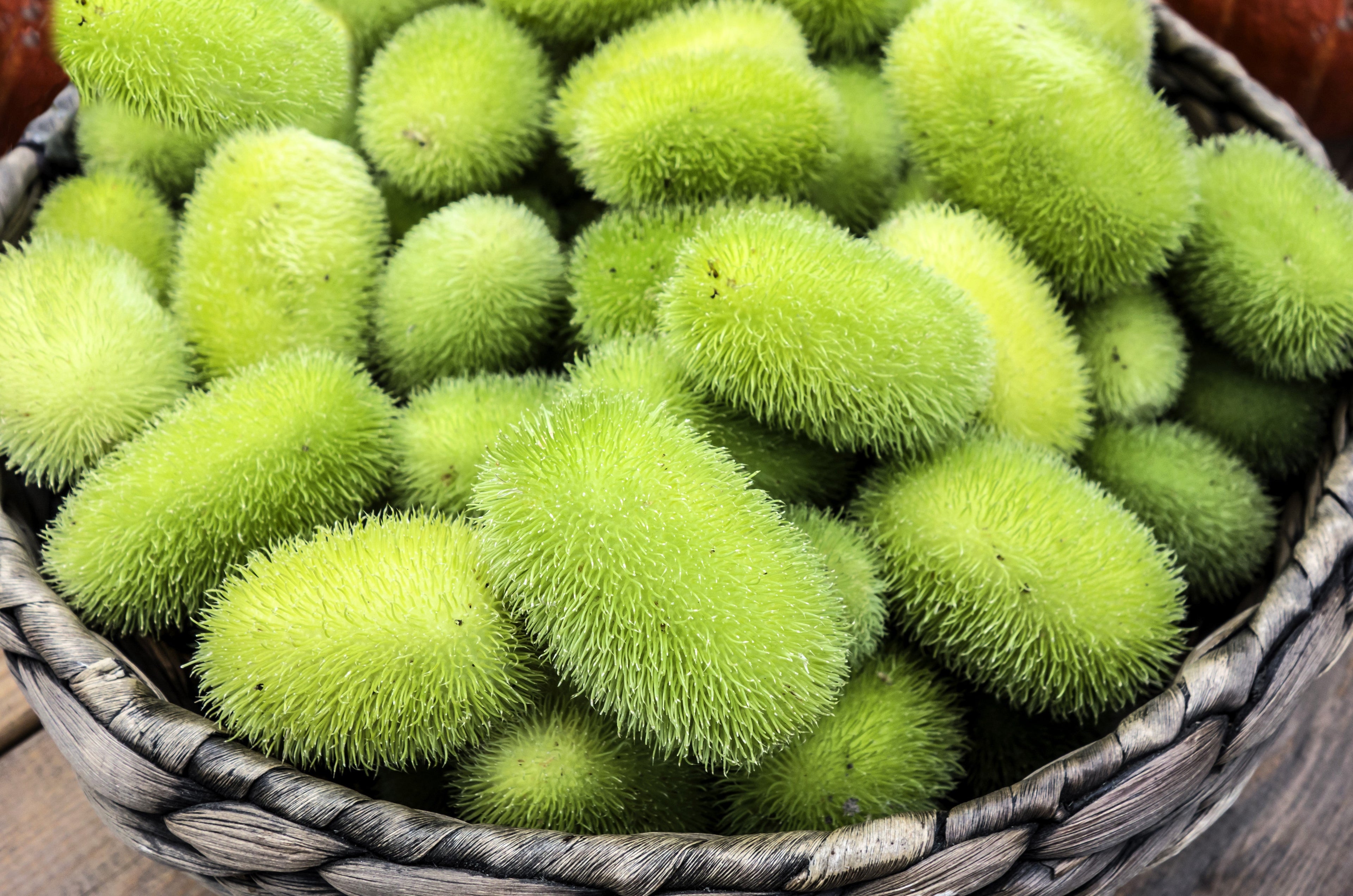 10 WOOLY BEAR GOURD Hedgehog Cucumis Dipsaceus Fuzzy Green Ornamental Seeds
