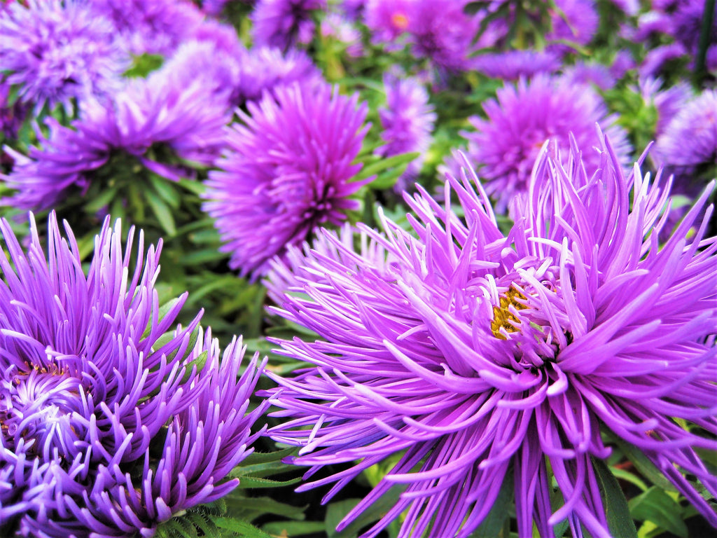 30 VIOLET Purple NEEDLE ASTER Callistephus Chinensis Unicom Flower Seeds