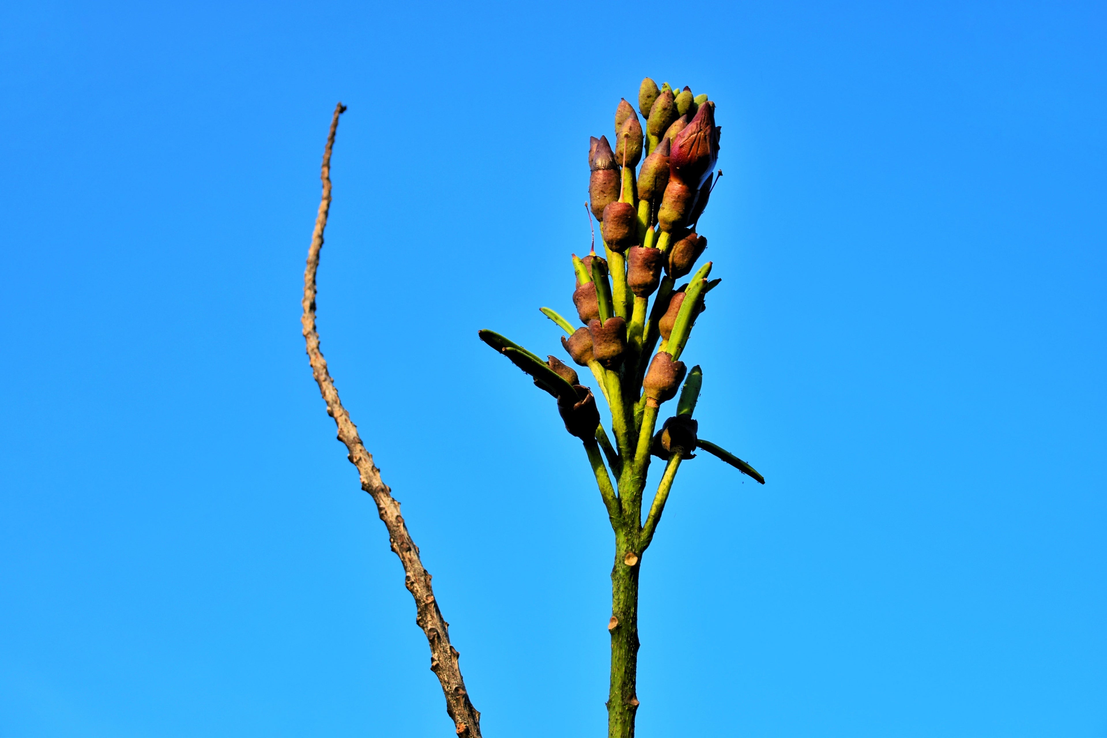 20 INDIAN TRUMPET Flower TREE (Midnight Horror / Broken Bones Plant / Tree of Damocles) Oroxylum Indicum Seeds