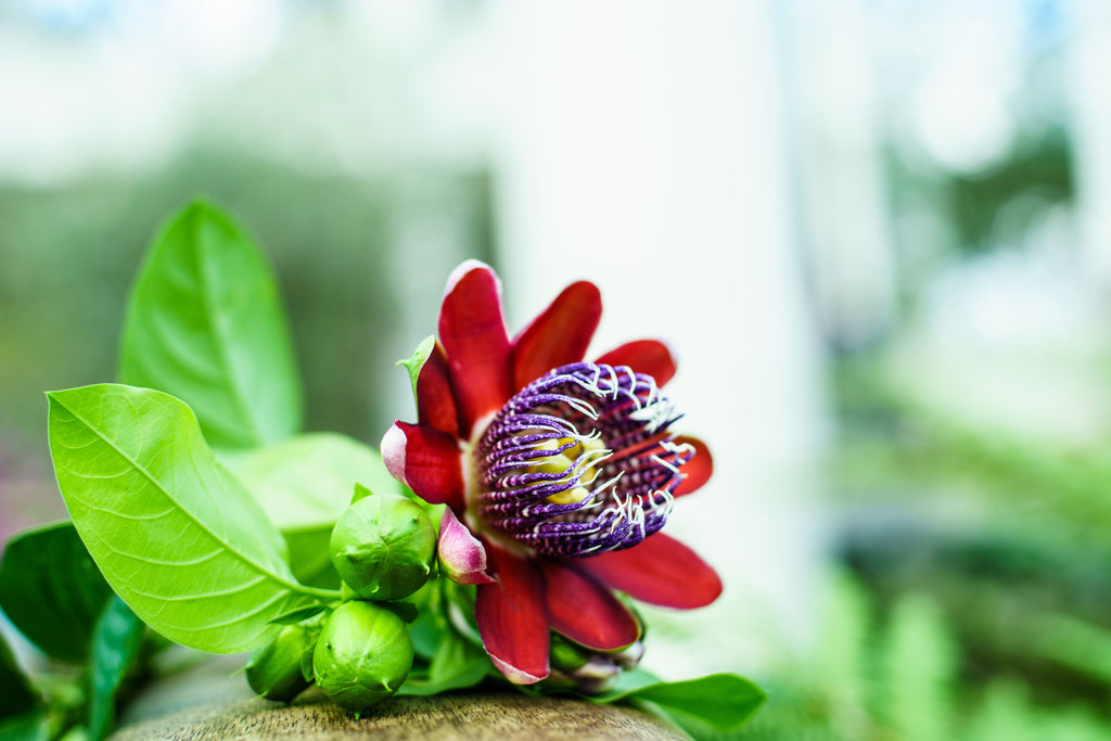 5 GIANT GRANADILLA Red Passion Flower Passiflora Quadrangularis Yellow Fruit Vine Seeds
