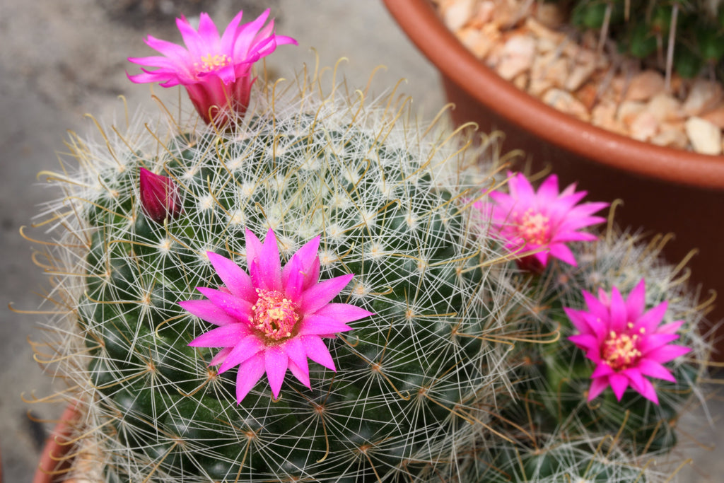 50 CACTUS MIX 'Finest Mixed' Succulent Flower Plant Seeds