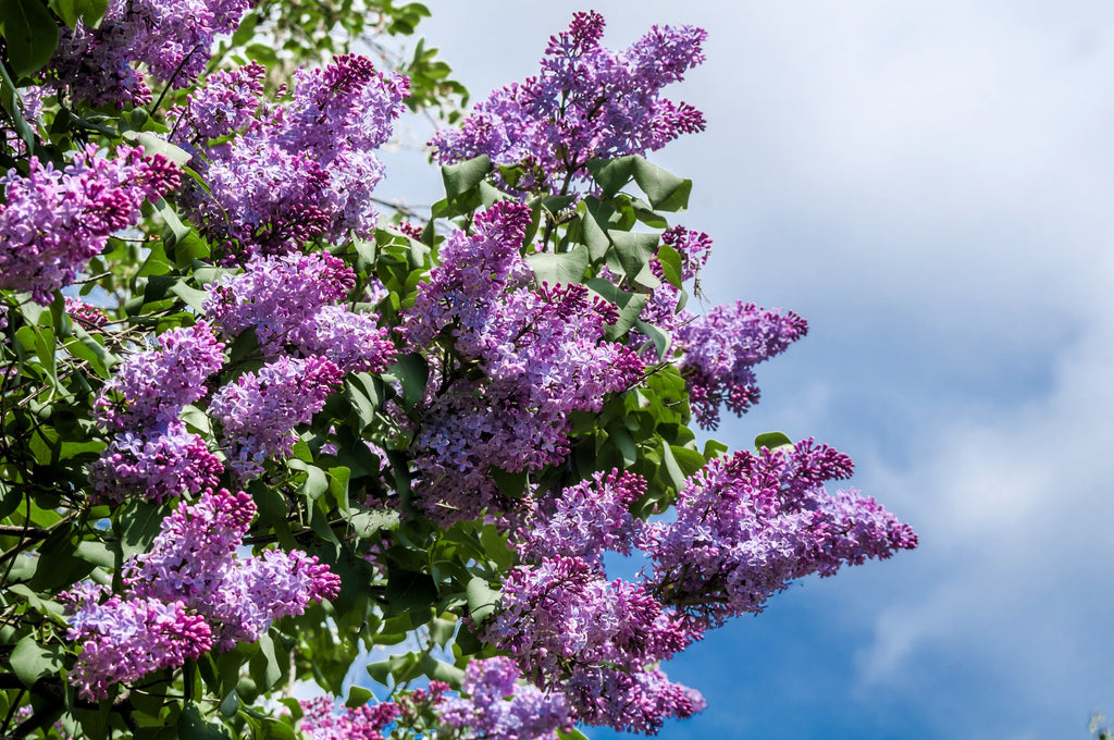 25 FRENCH / Old FASHIONED LILAC Syringa Vulgaris Flower Shrub Bush Seeds