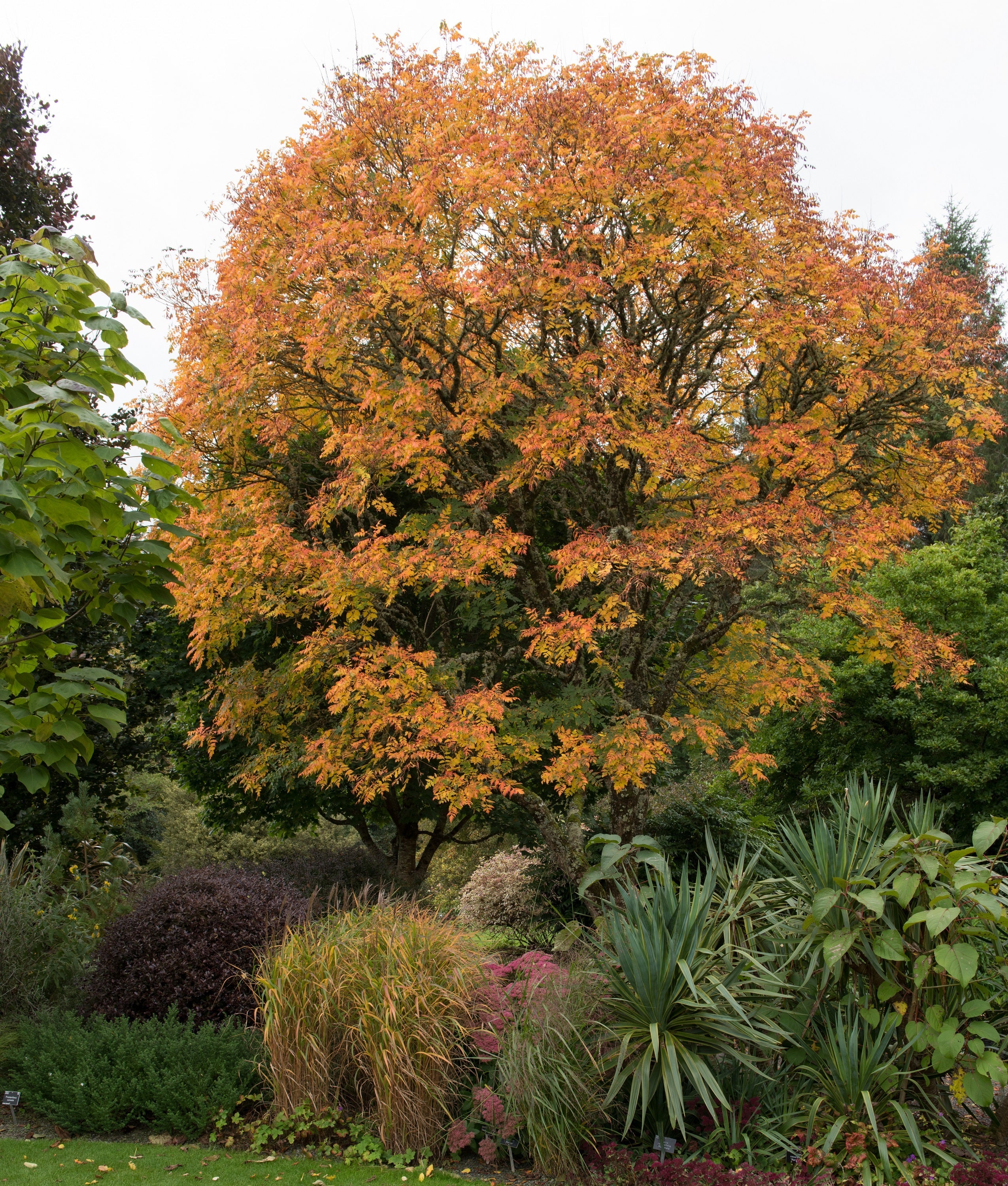 10 DWARF GOLDEN RAIN TREE Koelreuteria Paniculata Nana Yellow Flower Seeds