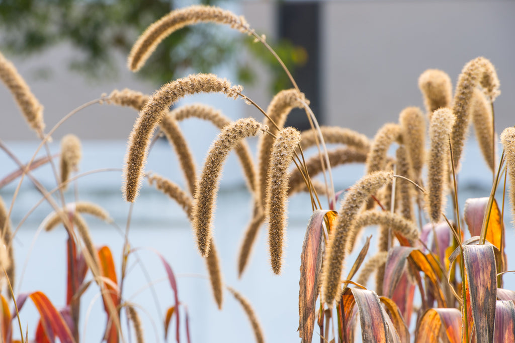 100 FOXTAIL MILLET Setaria Italica Ornamental Grass Wildlife Food Flower Seeds