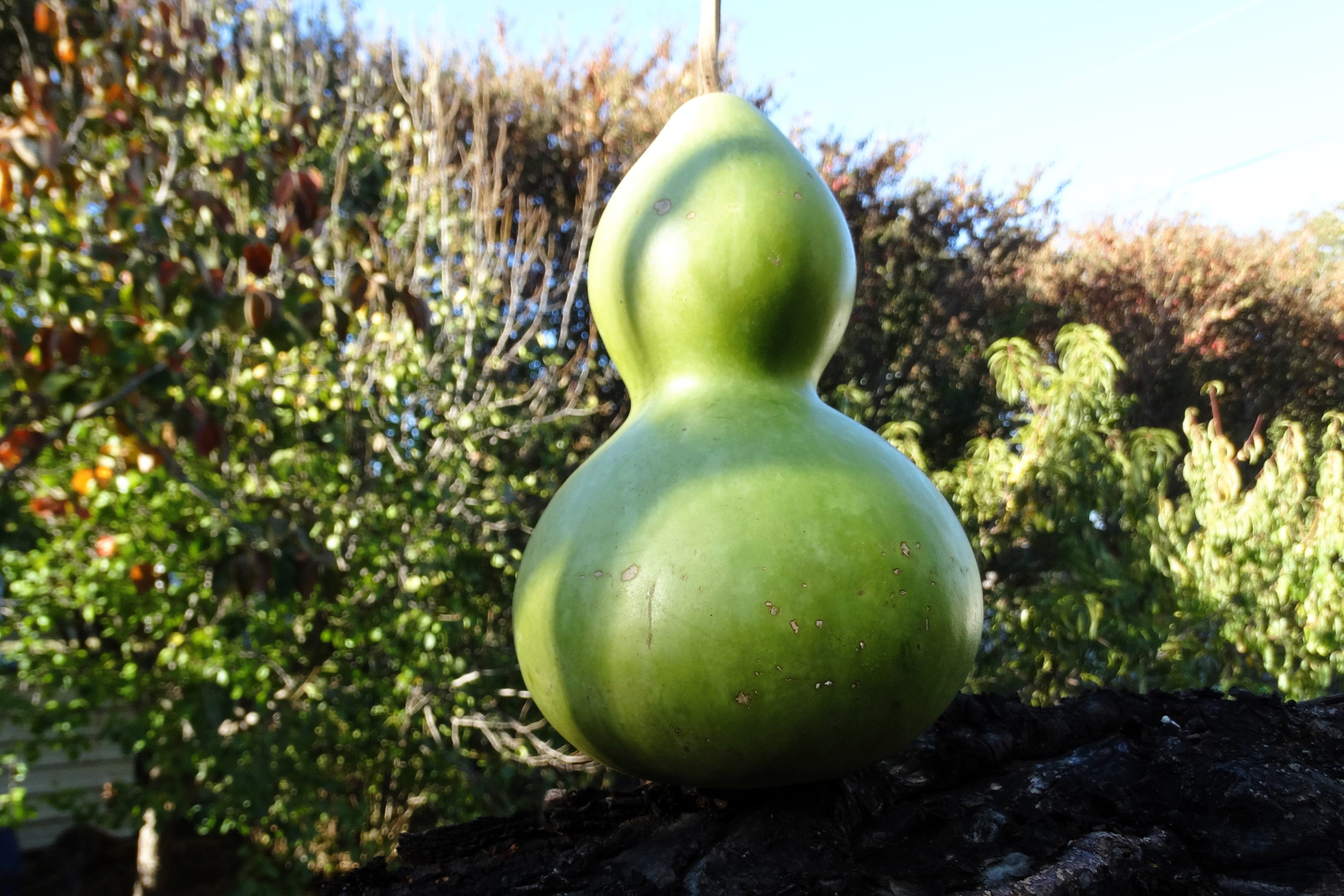 20 BIRDHOUSE GOURD (Hard Shelled Gourd / Calabash) Lagenaria Siceraria Vine Seeds