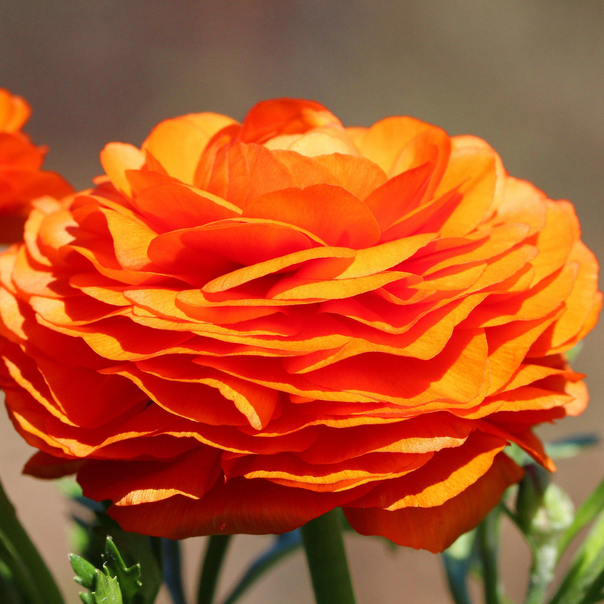Ranunculus - Tecolote Sunset