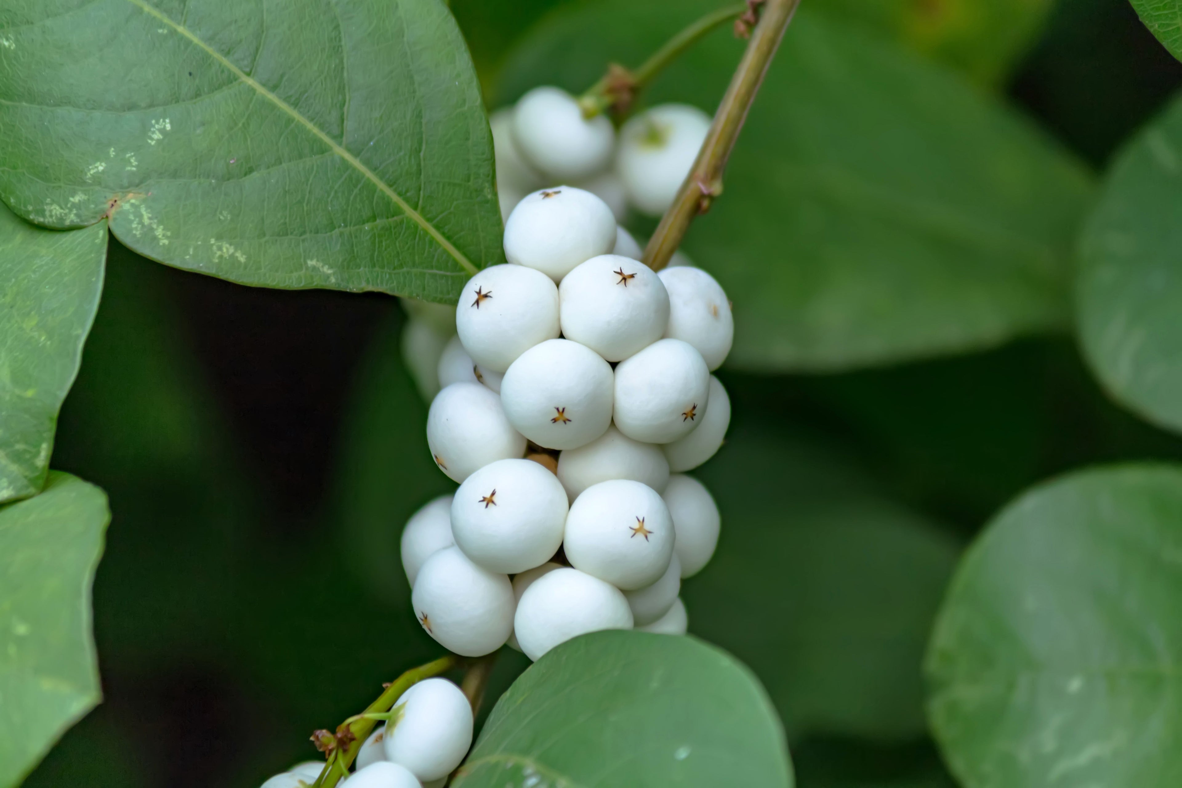 25 COMMON SNOWBERRY - WHITE Berries Pink Flowers Symphoricarpos Alba Shrub Seeds