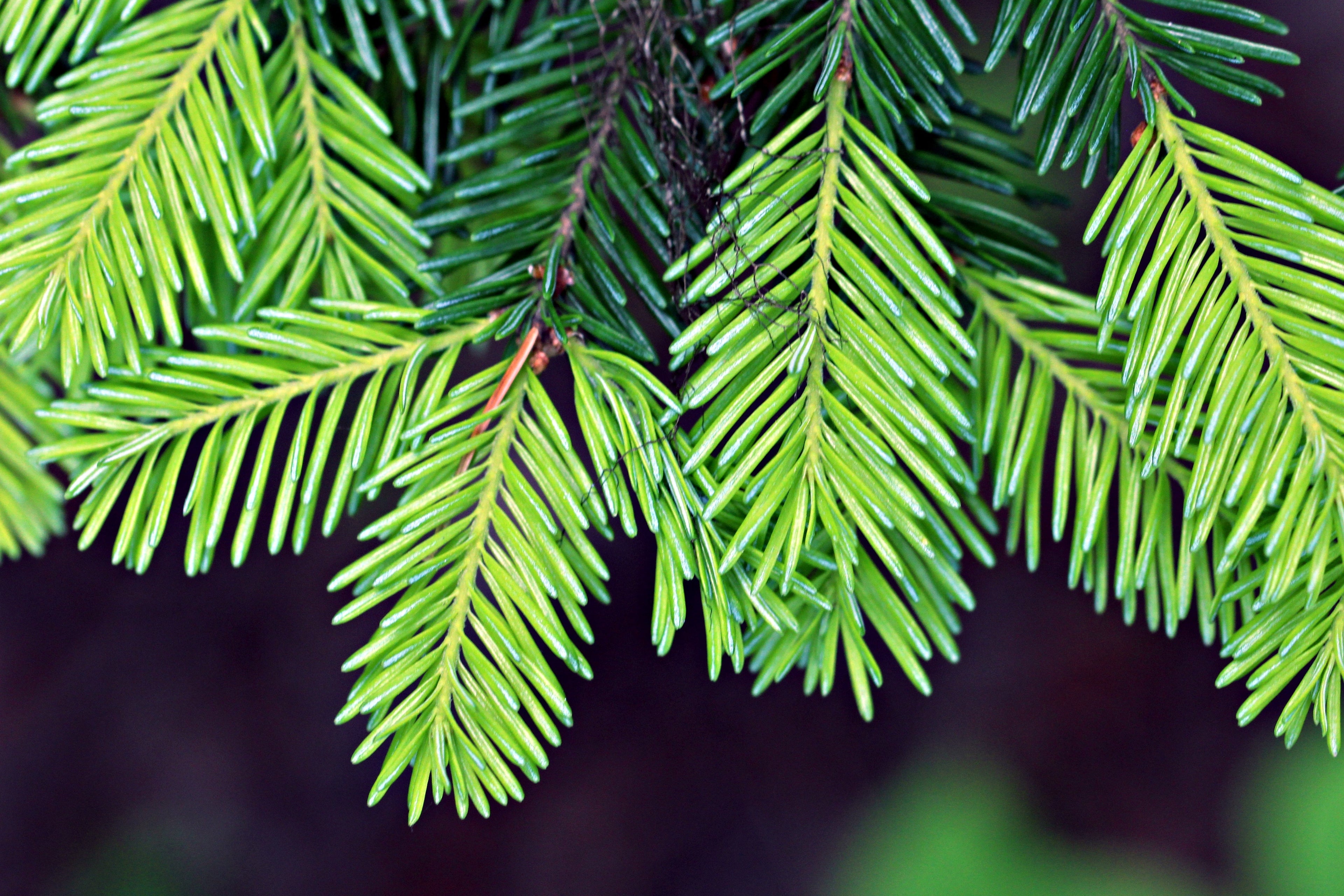 20 DOUGLAS FIR Tree Abies Pseudotsuga Menziesii Christmas Tree Blue Douglas Pine Spruce Native Evergreen Seeds