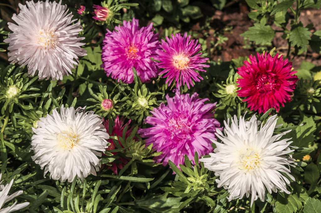 50 Mixed OSTRICH PLUME ASTER Feather Spider Callistephus Chinensis Flower Seeds