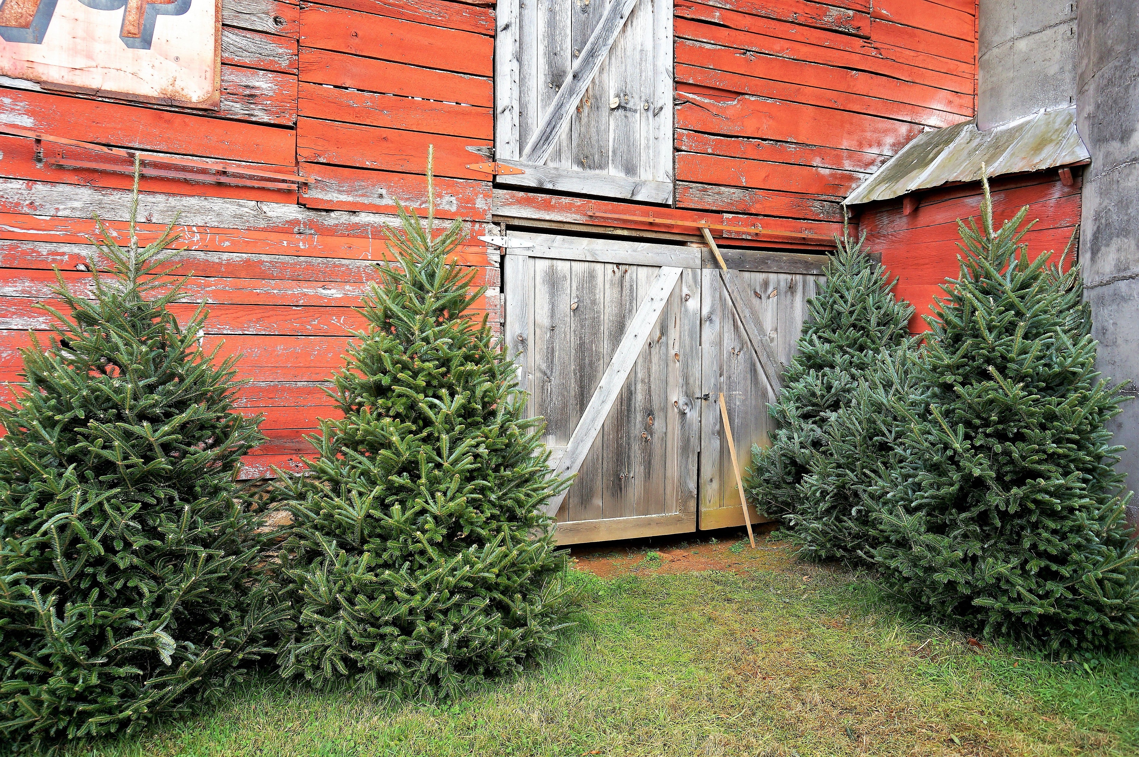20 FRASER FIR Tree Abies Fraseri Christmas Tree Southern Balsam Fir Native Evergreen Seeds