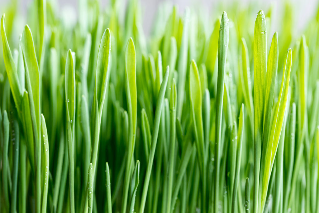 100 Common BARLEY Hordeum Vulgare Grain Grass Cover Crop Beer Seeds