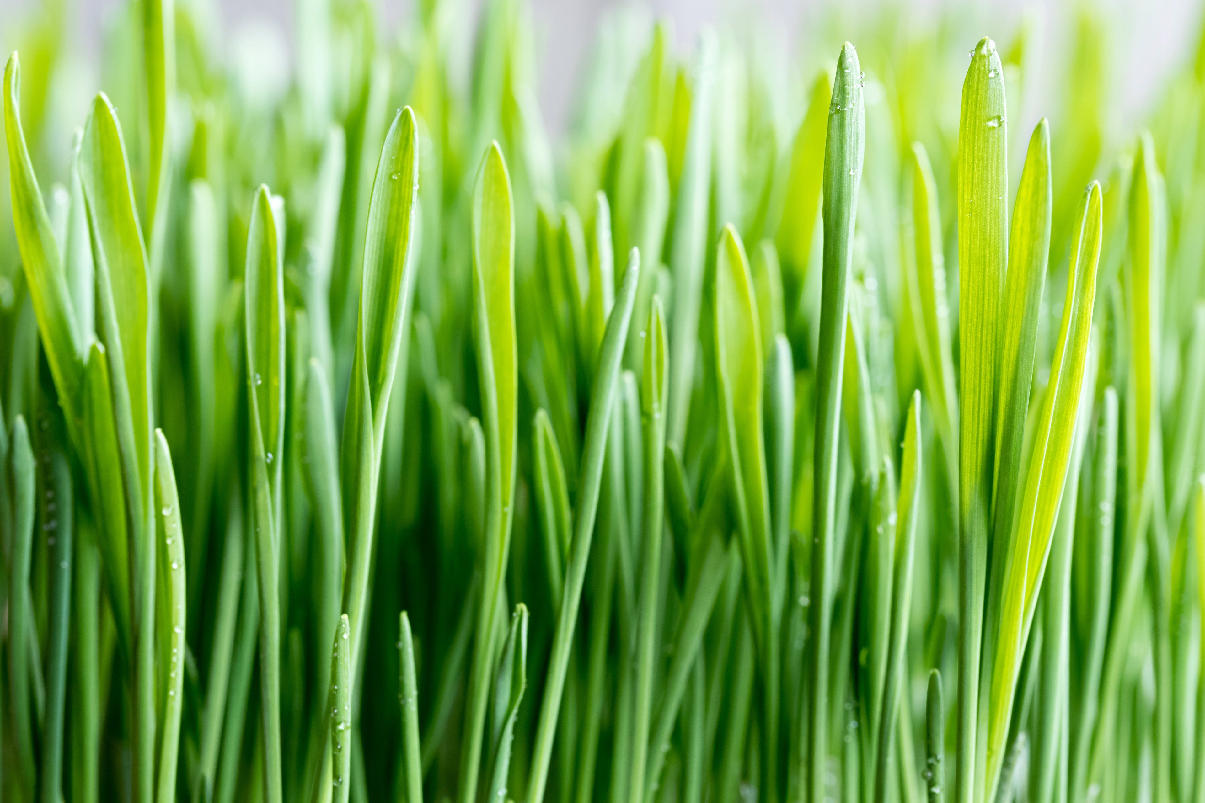 100 Common BARLEY Hordeum Vulgare Grain Grass Cover Crop Beer Seeds