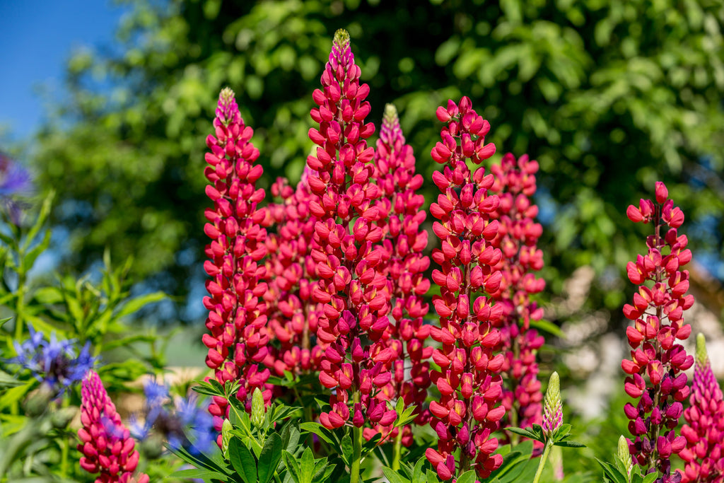 75 Mixed Colors RUSSELL LUPINE (Streamside, Bigleaf, Garden, or Washington Lupine) Lupinus Polyphyllus Flower Seeds