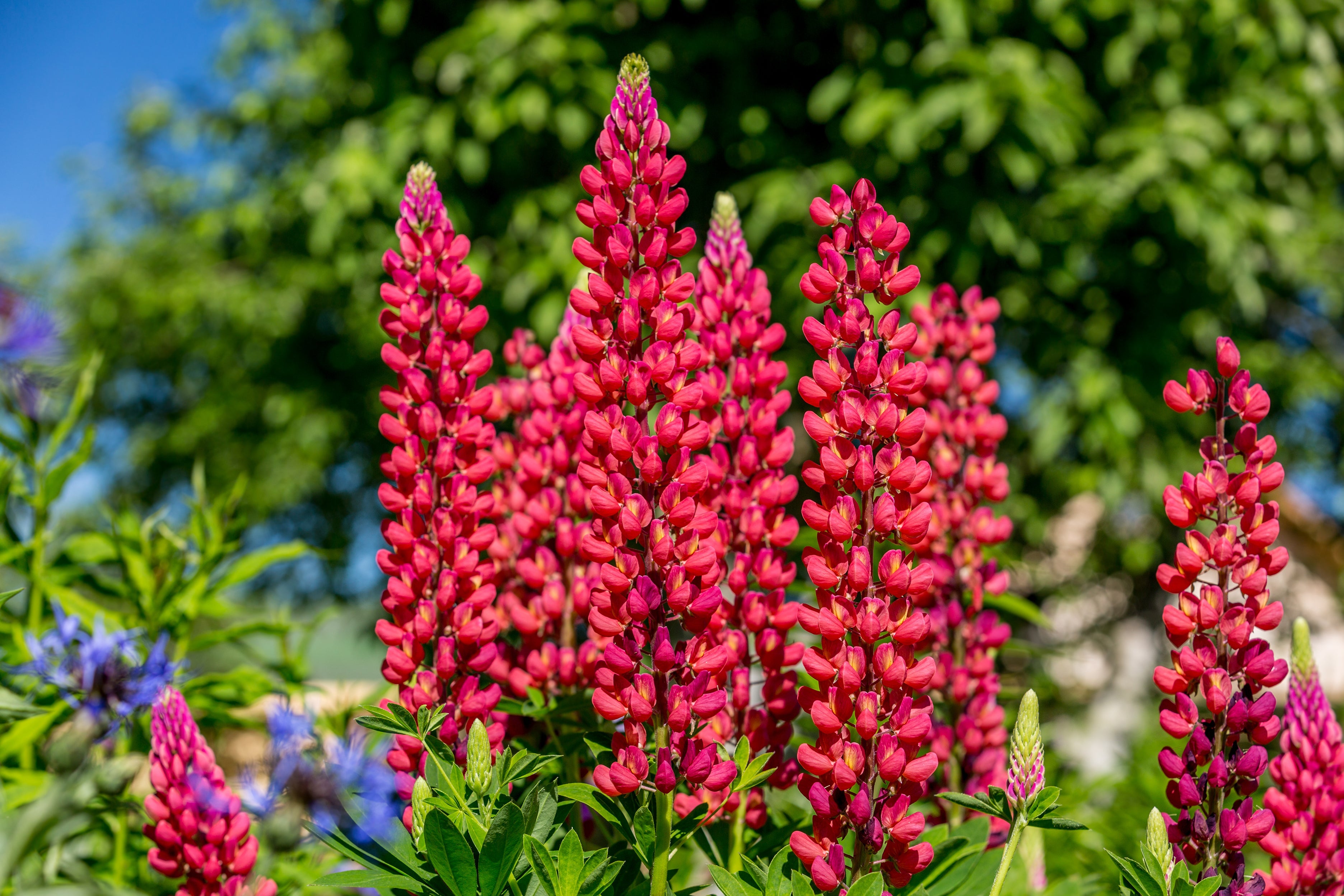 75 Mixed Colors RUSSELL LUPINE (Streamside, Bigleaf, Garden, or Washington Lupine) Lupinus Polyphyllus Flower Seeds
