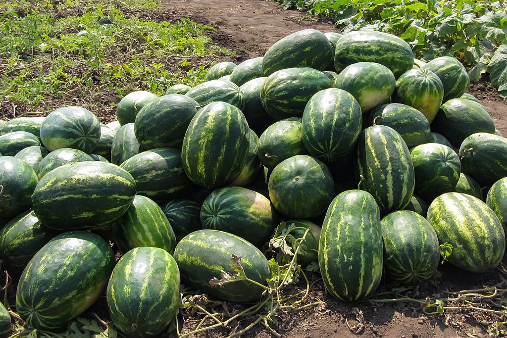 20 CAL SWEET Supreme WATERMELON Red Citrullus Lanatus 30 lb Melon Fruit Seeds
