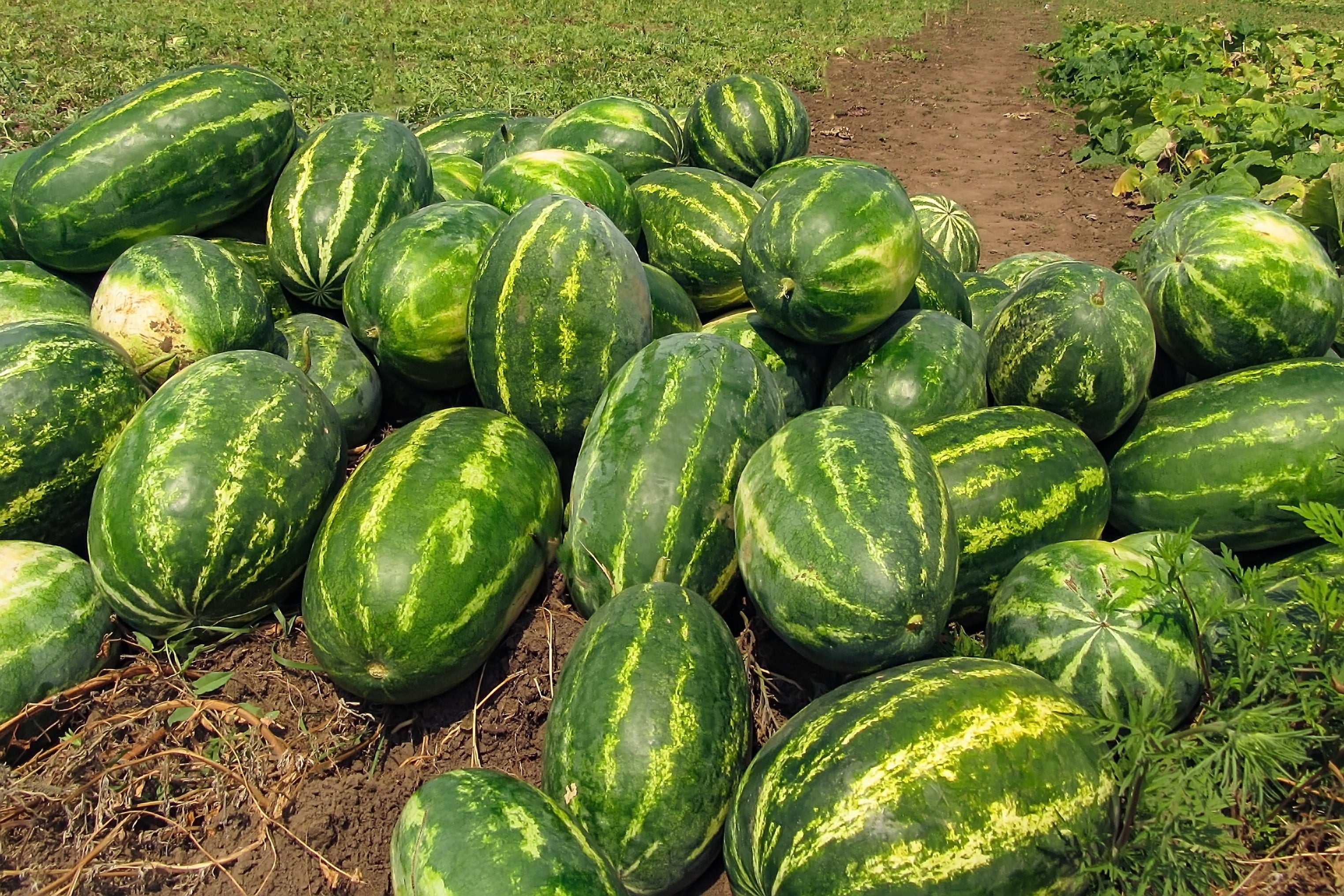 20 CAL SWEET Supreme WATERMELON Red Citrullus Lanatus 30 lb Melon Fruit Seeds