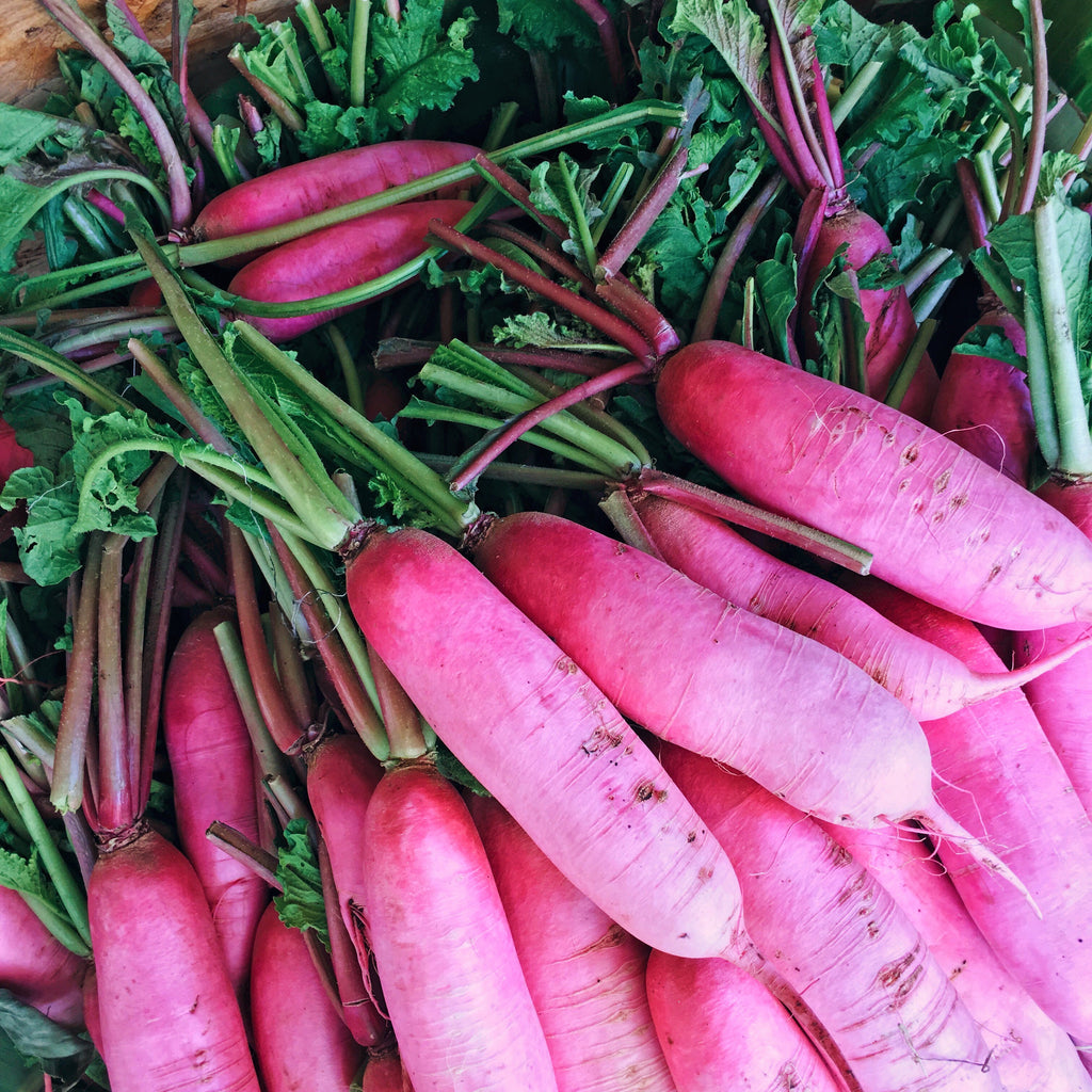 100 CHINA ROSE RADISH (Chinese Winter Radish) Raphanus Sativus Vegetable Seeds